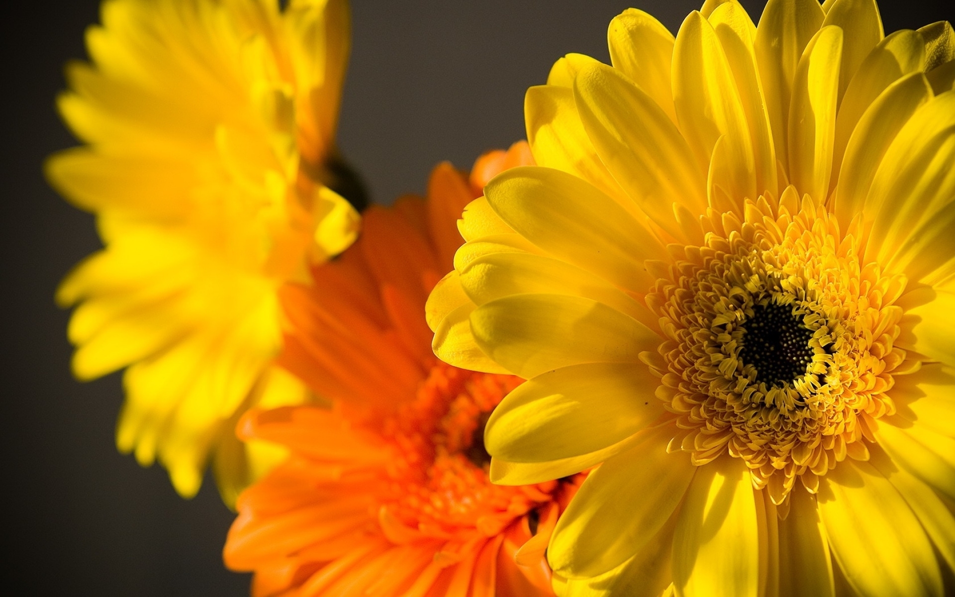 Téléchargez gratuitement l'image Fleurs, Fleur, Gerbera, Terre/nature sur le bureau de votre PC