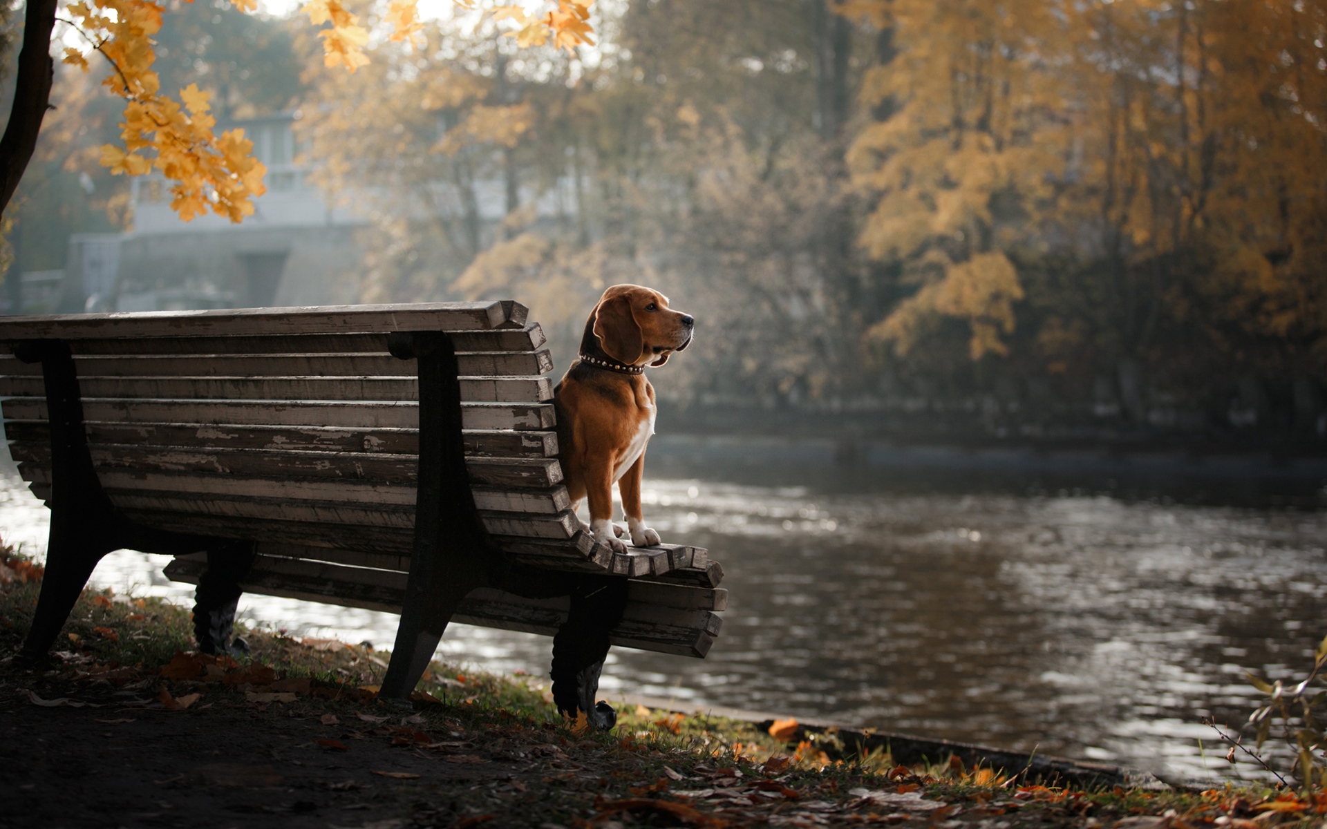 beagle, animal, bench, dog, dogs