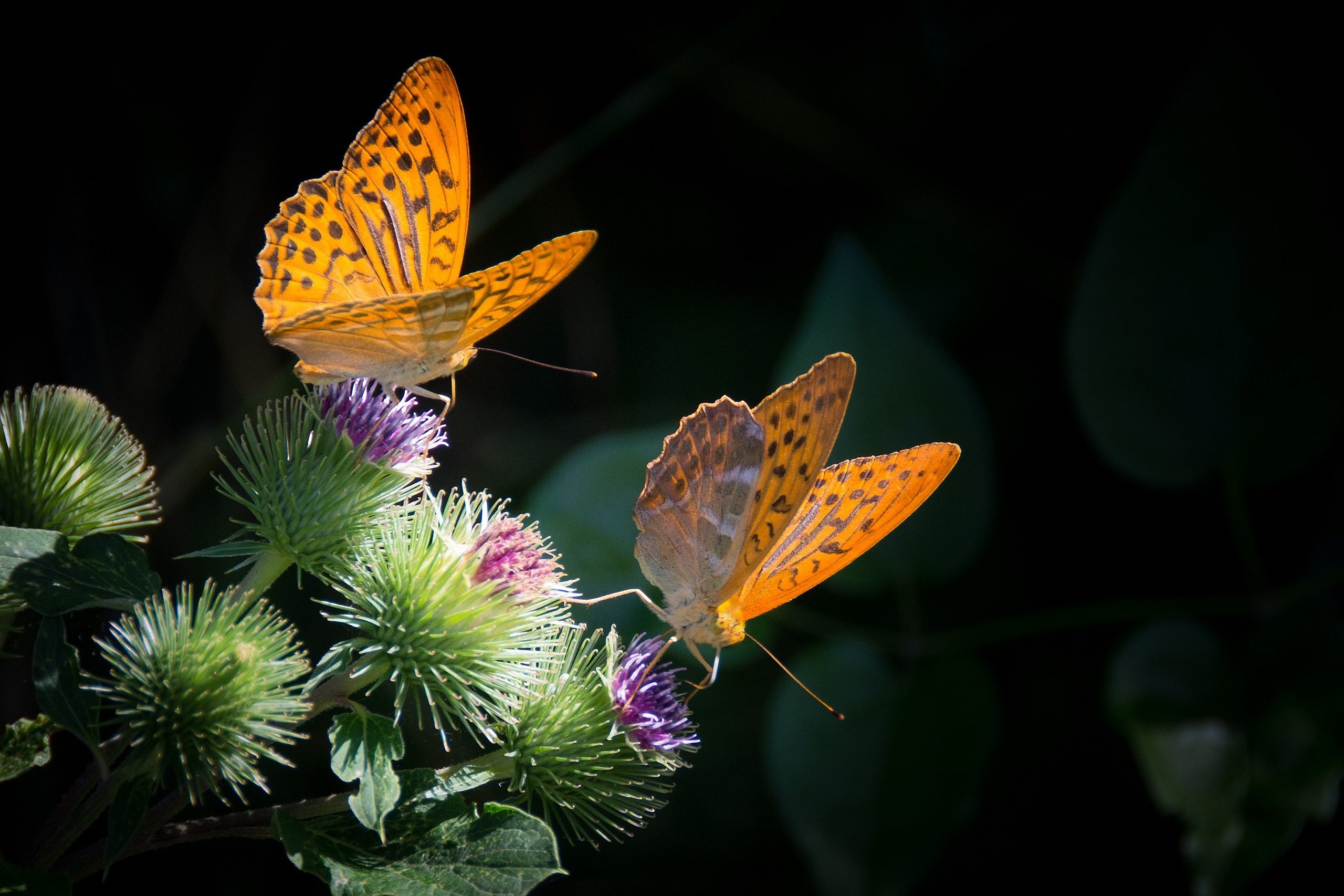 Laden Sie das Tiere, Schmetterlinge, Blume, Orange Farbe)-Bild kostenlos auf Ihren PC-Desktop herunter