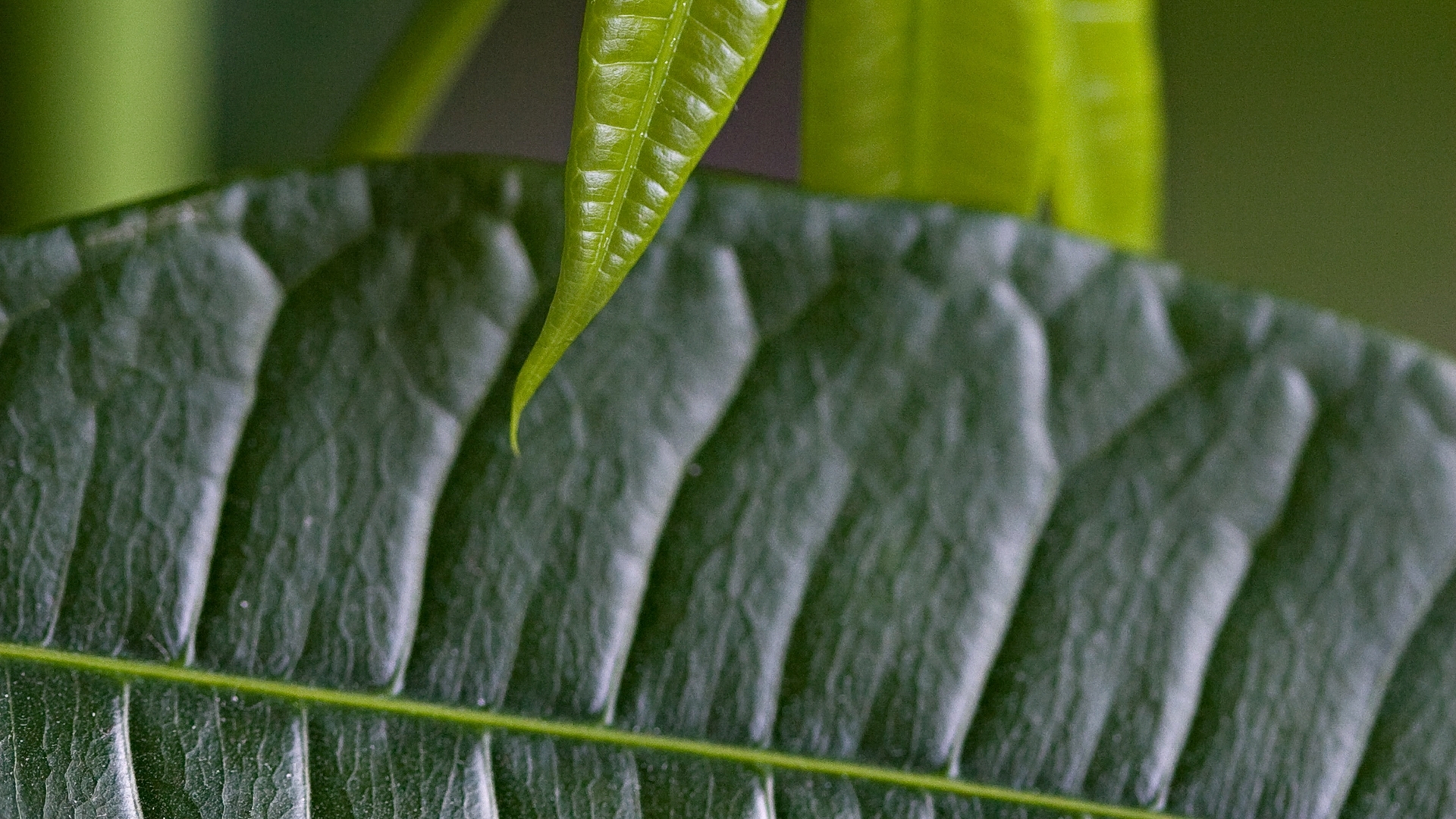 Free download wallpaper Plants, Leaves on your PC desktop