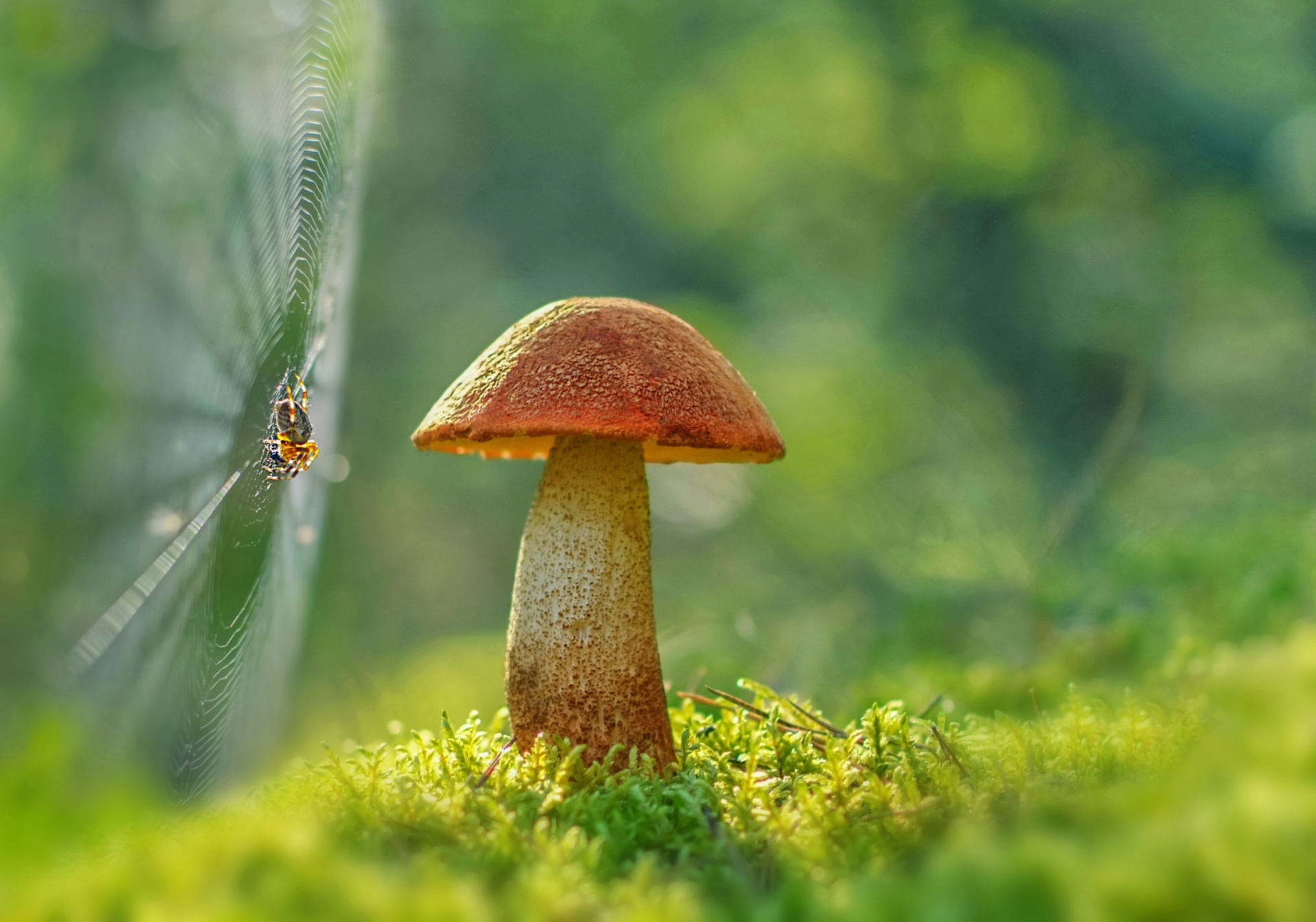 Download mobile wallpaper Nature, Macro, Earth, Mushroom, Moss, Spider, Spider Web for free.