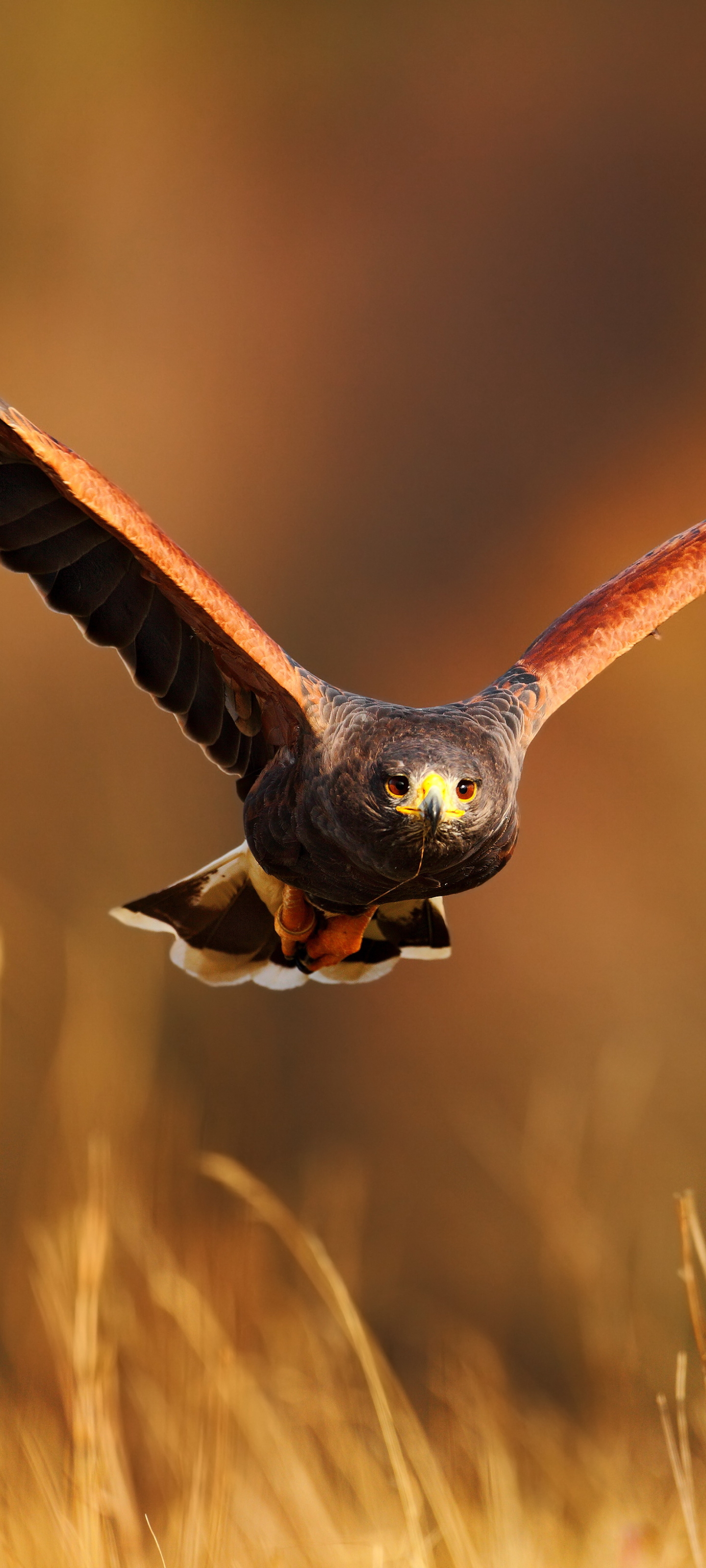 Téléchargez gratuitement l'image Animaux, Aigle, Des Oiseaux sur le bureau de votre PC