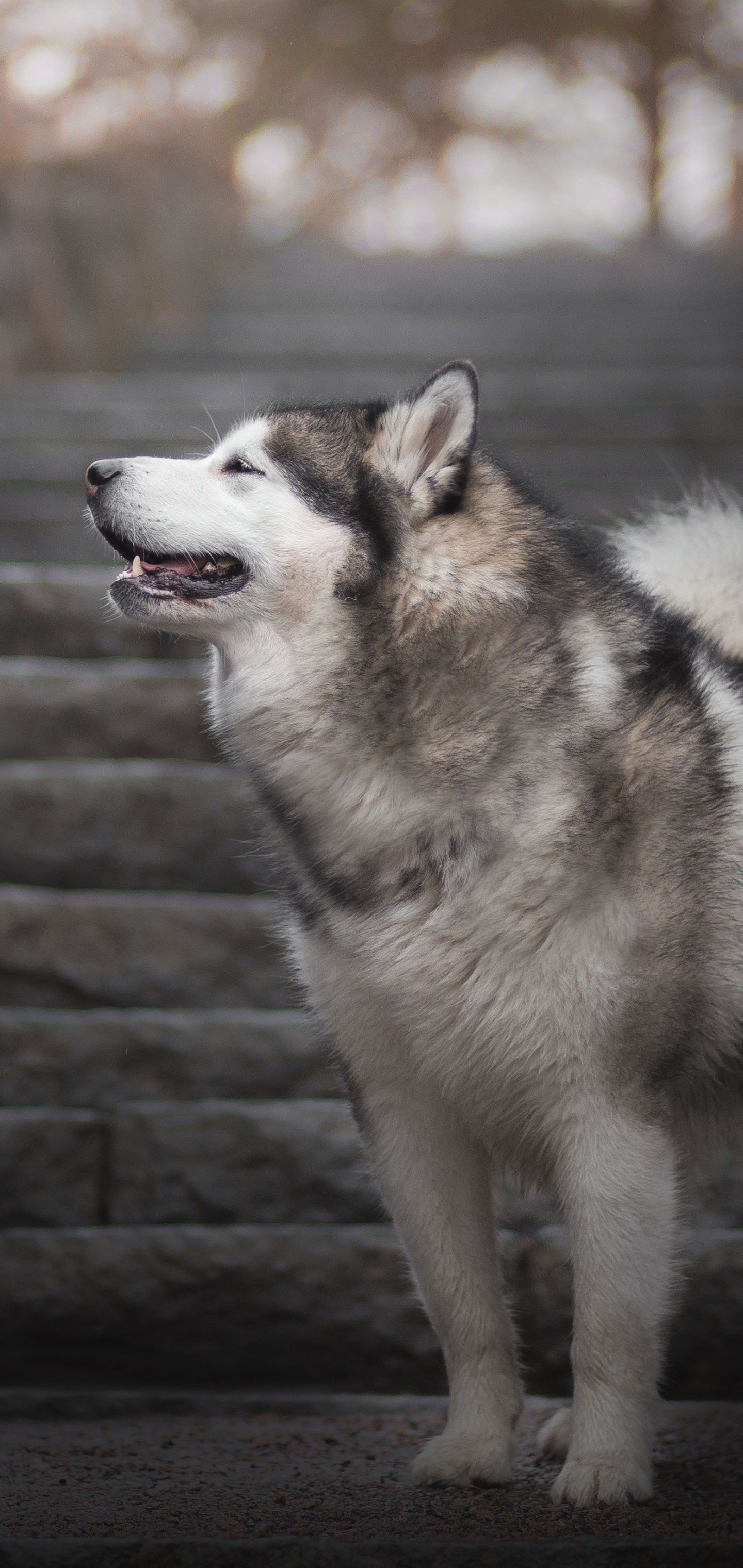 1152267壁紙のダウンロード動物, アラスカのマラミュート, 犬-スクリーンセーバーと写真を無料で