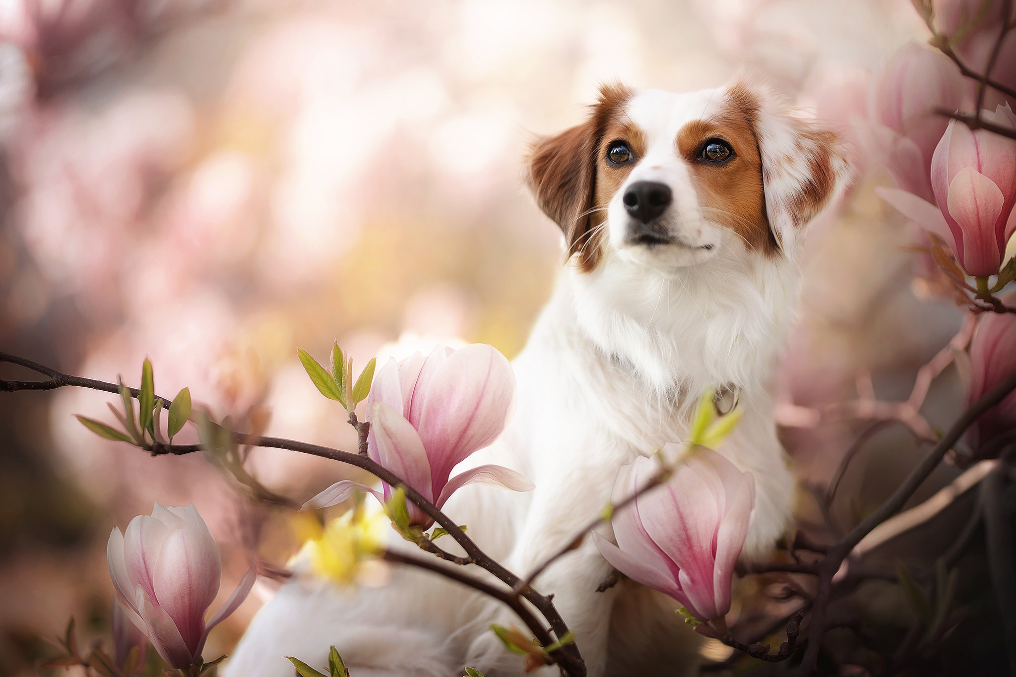 Laden Sie das Tiere, Hunde, Blume, Hund, Magnolie, Kooikerhondje-Bild kostenlos auf Ihren PC-Desktop herunter