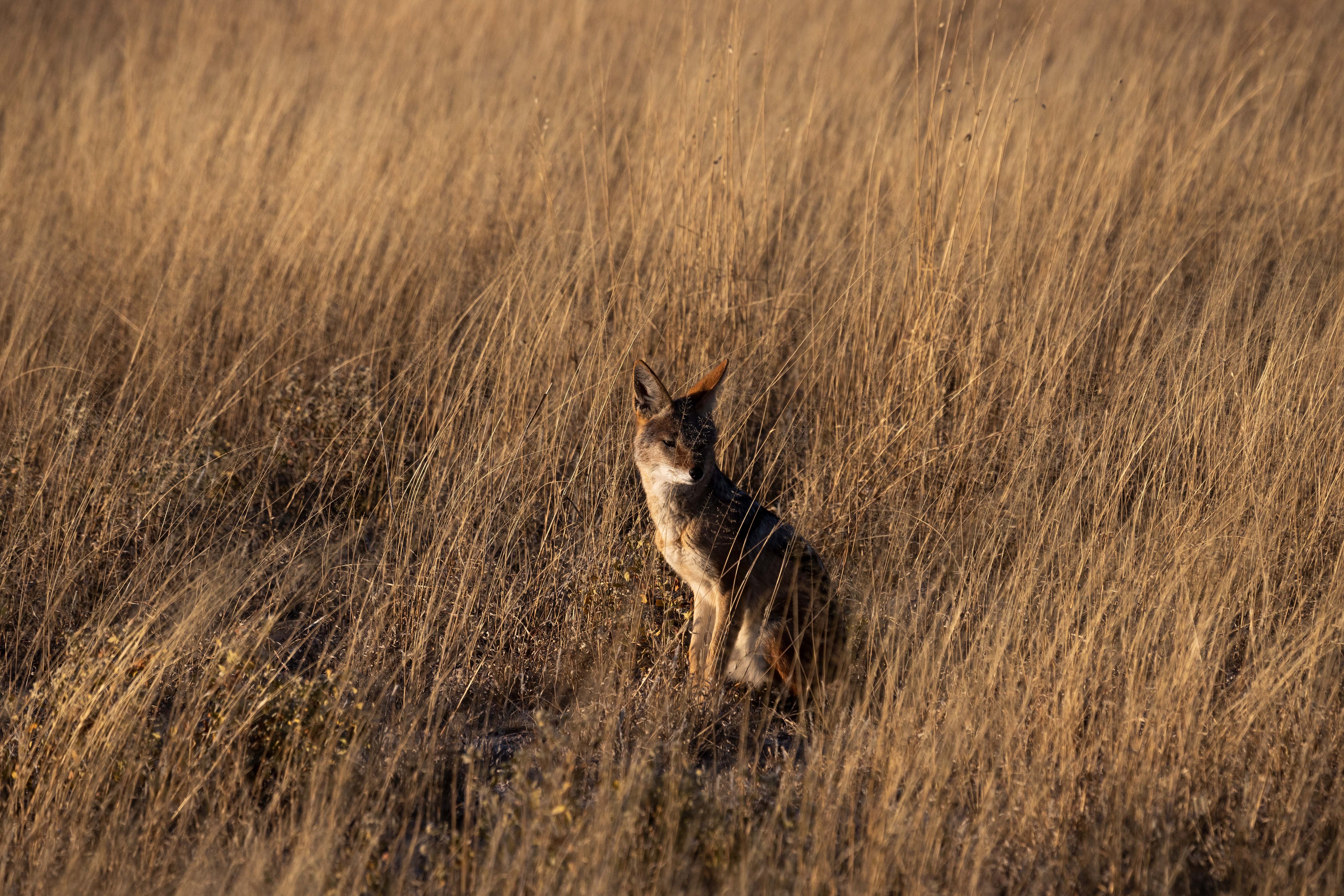 Download mobile wallpaper Coyote, Animals, Grass, Animal, Wildlife, Brown for free.