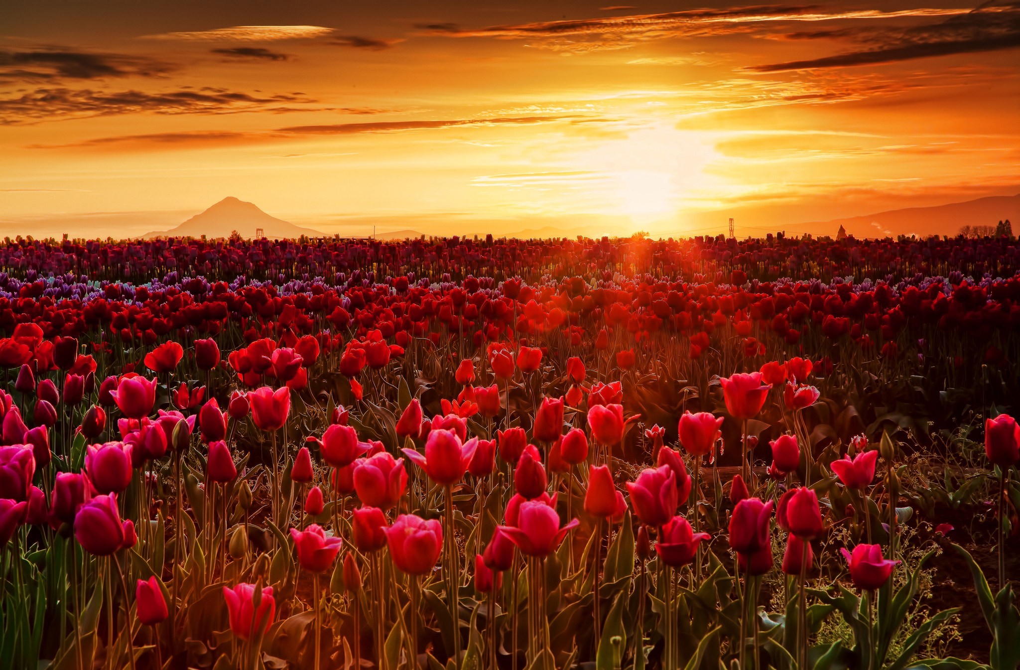 Free download wallpaper Flowers, Sunset, Earth, Field, Tulip, Sunshine on your PC desktop