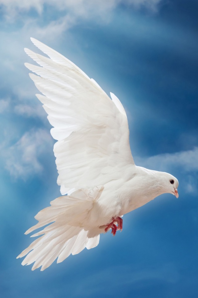 Download mobile wallpaper Birds, Bird, Animal, Dove for free.