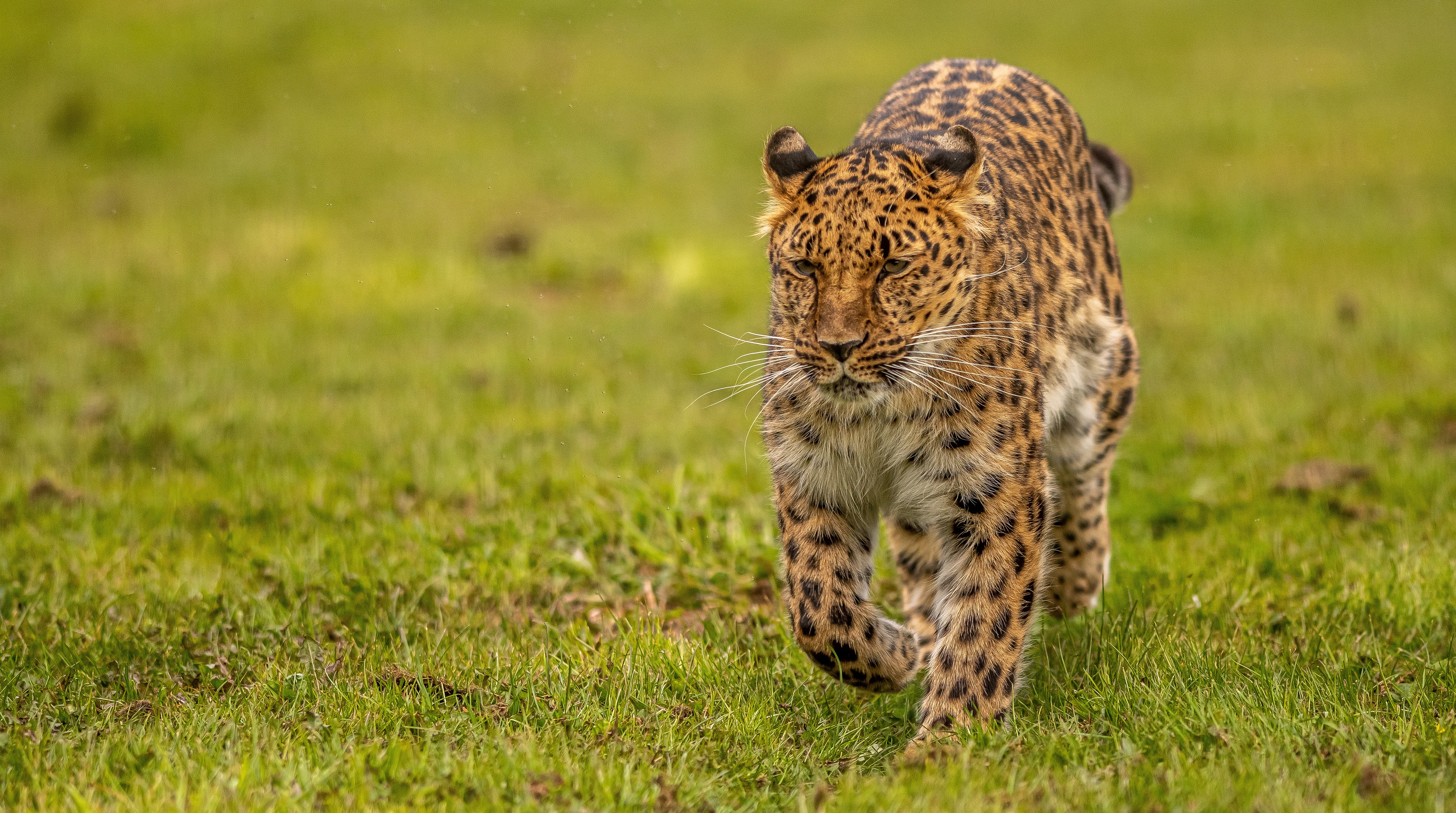 Baixar papel de parede para celular de Animais, Gatos, Leopardo gratuito.