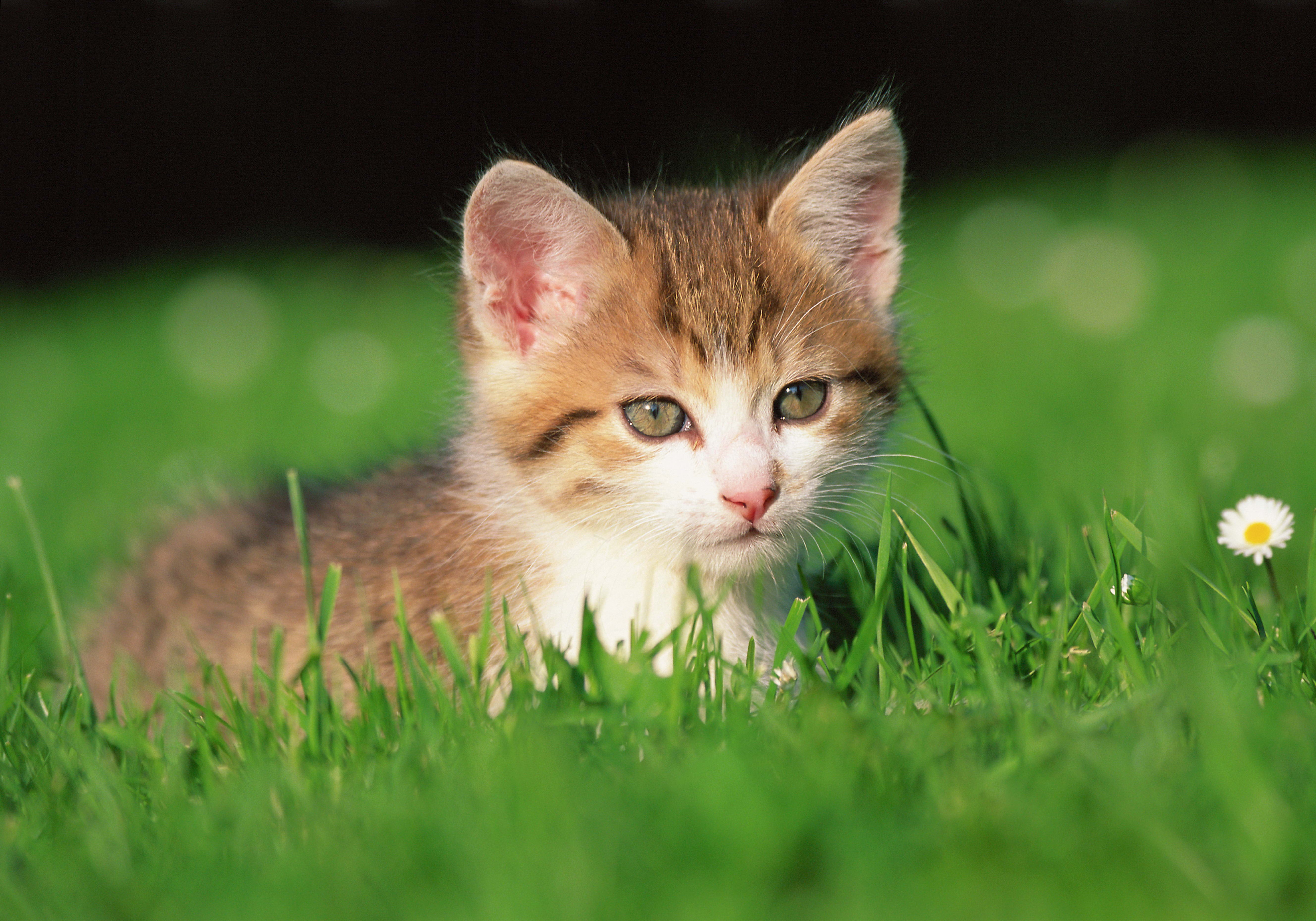 無料モバイル壁紙動物, 草, キティ, フラワーズ, 子猫をダウンロードします。
