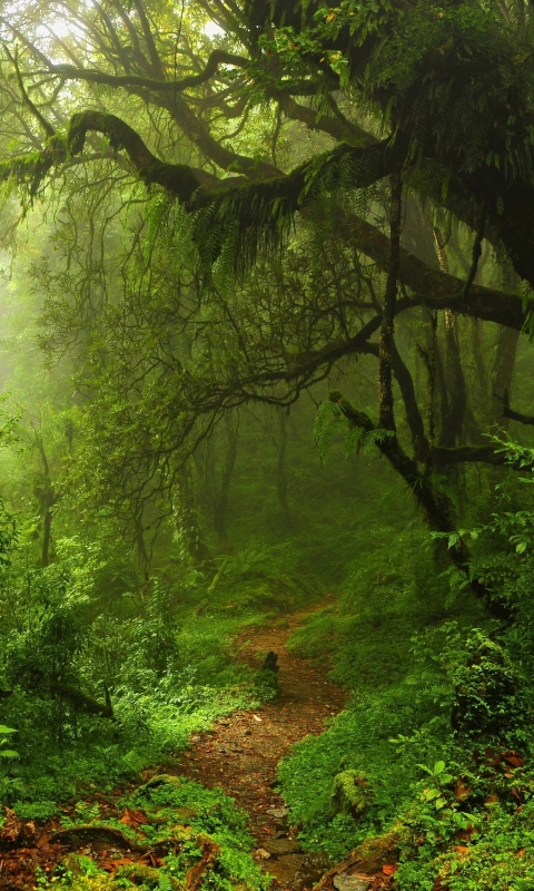 Download mobile wallpaper Nature, Forest, Tree, Earth, Path, Moss for free.