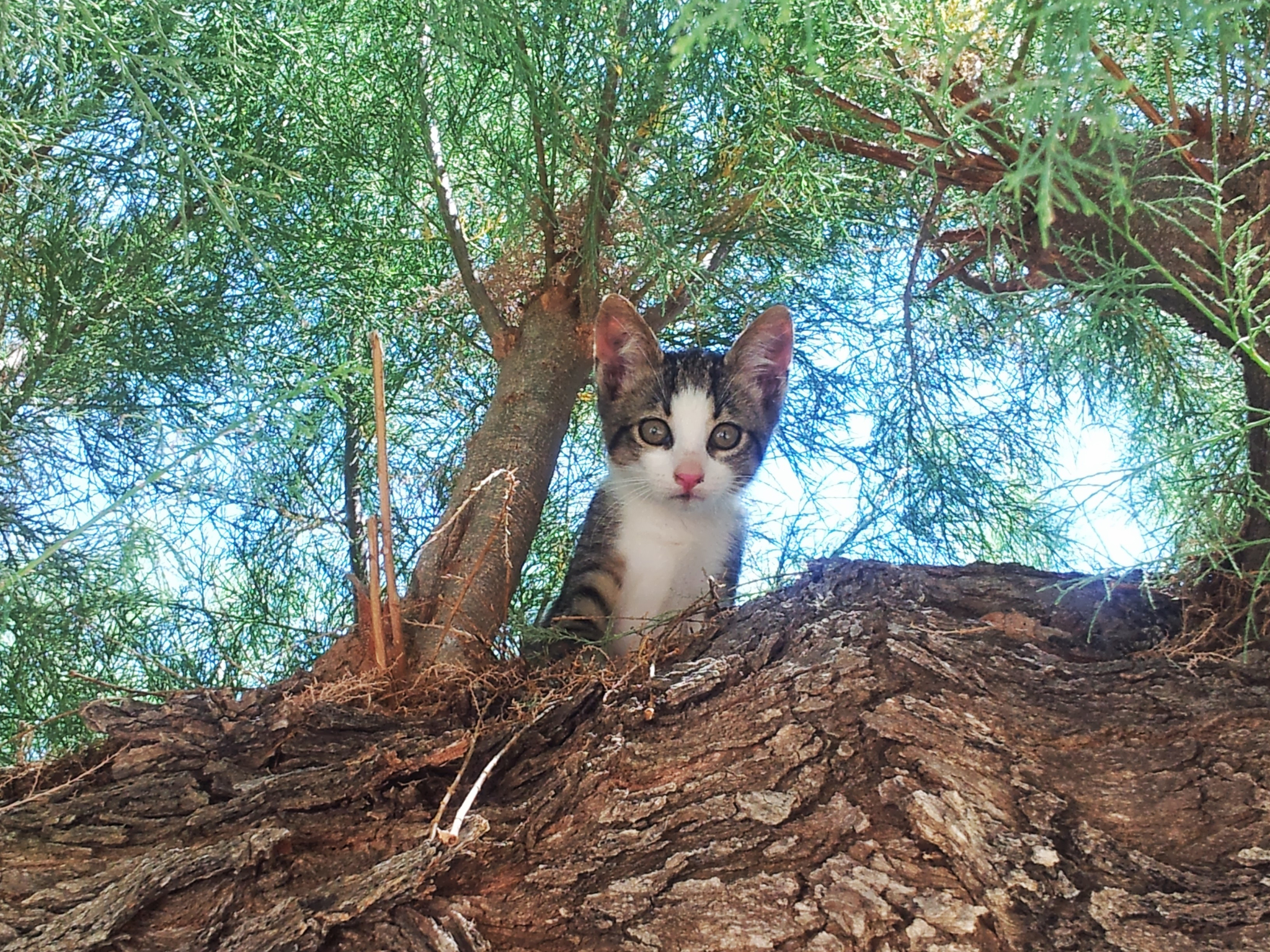 Handy-Wallpaper Tiere, Katzen, Katze, Kätzchen kostenlos herunterladen.