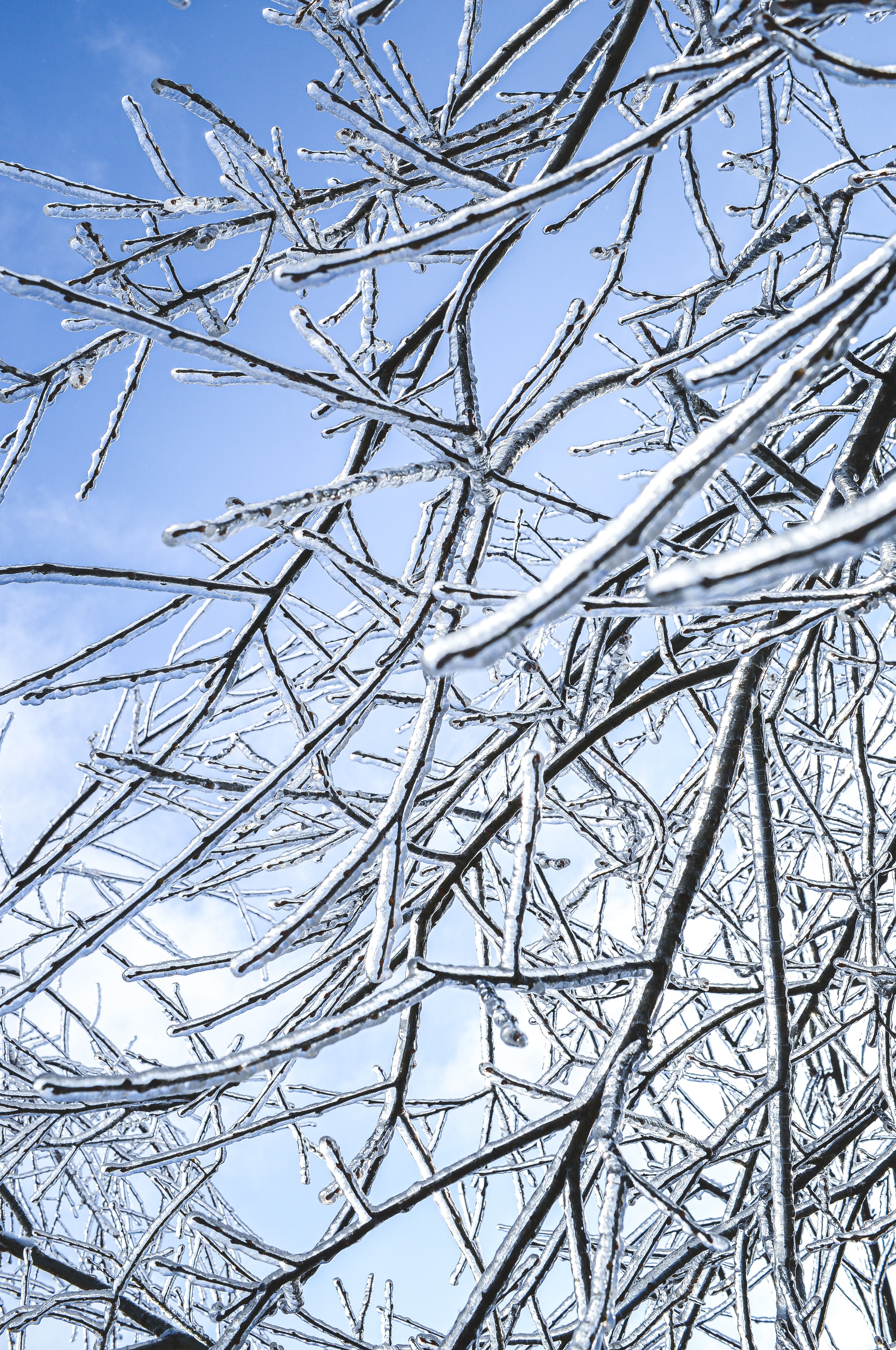 Laden Sie das Zweige, Geäst, Eis, Frost, Winter, Natur-Bild kostenlos auf Ihren PC-Desktop herunter