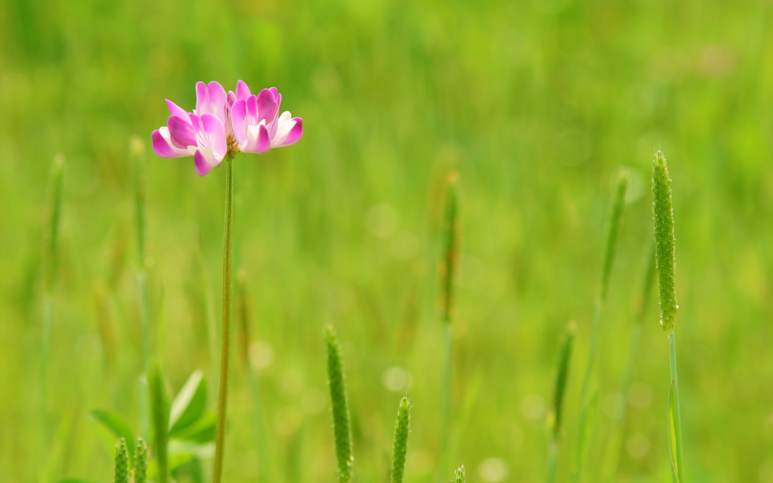 Baixe gratuitamente a imagem Flores, Flor, Terra/natureza na área de trabalho do seu PC