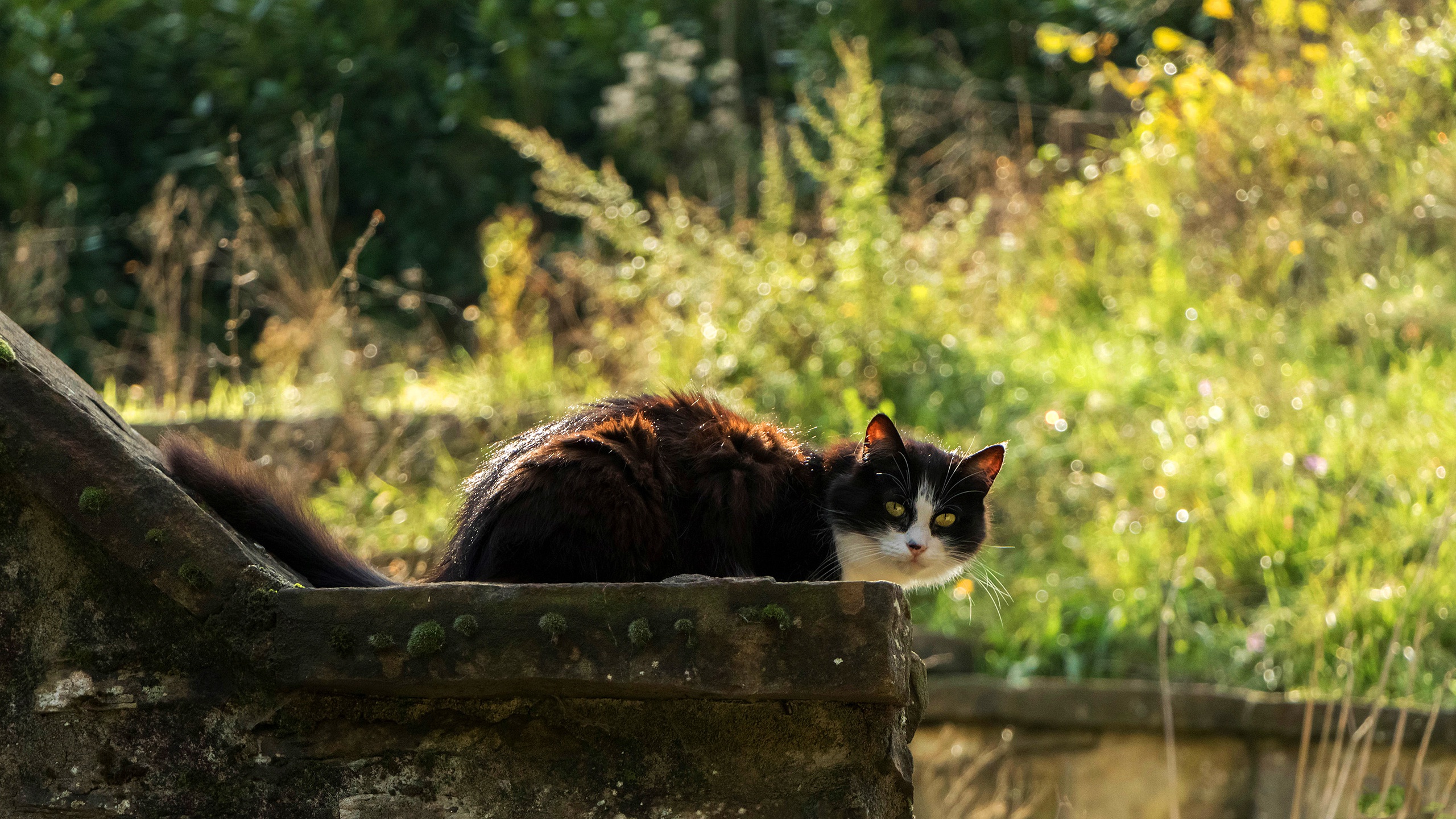 Download mobile wallpaper Cats, Cat, Animal, Bokeh, Depth Of Field for free.