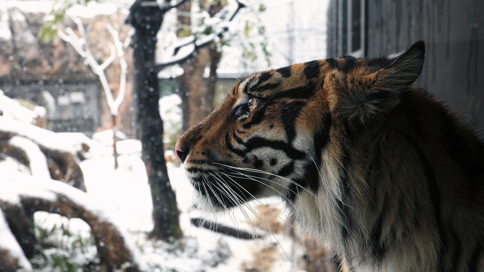 Handy-Wallpaper Tiere, Katzen, Tiger kostenlos herunterladen.