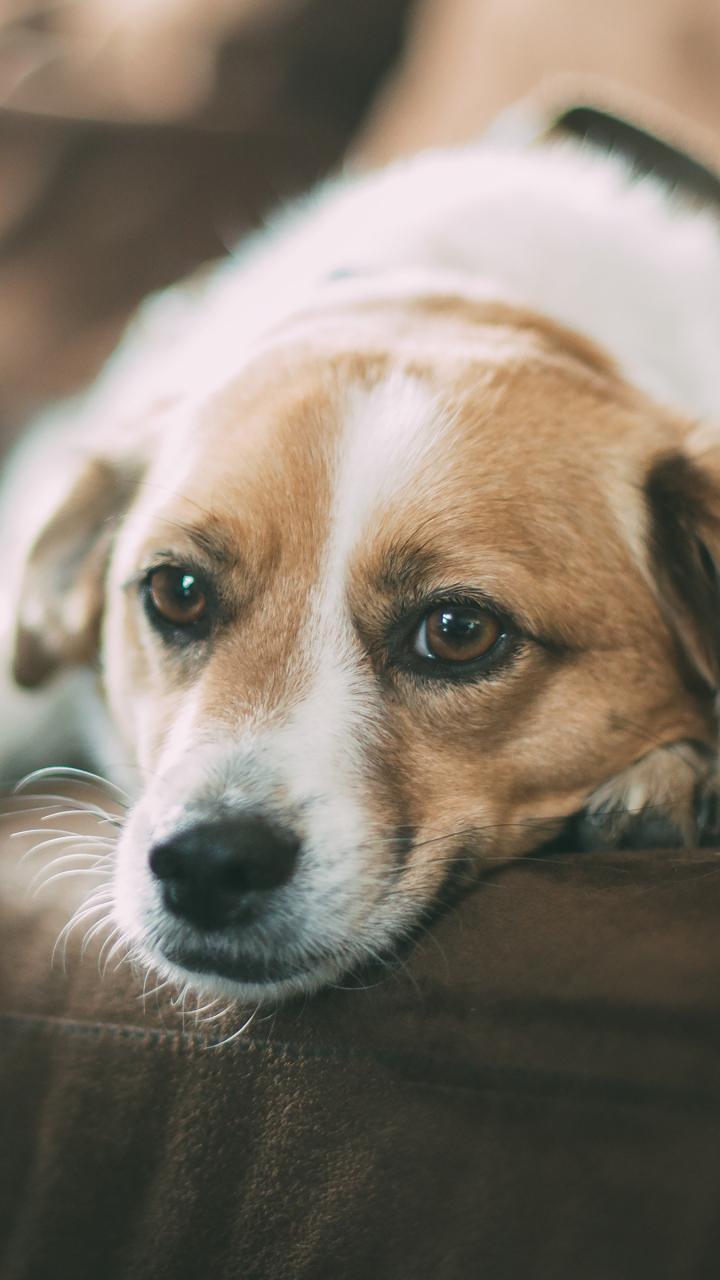 無料モバイル壁紙動物, 犬, ソファーをダウンロードします。