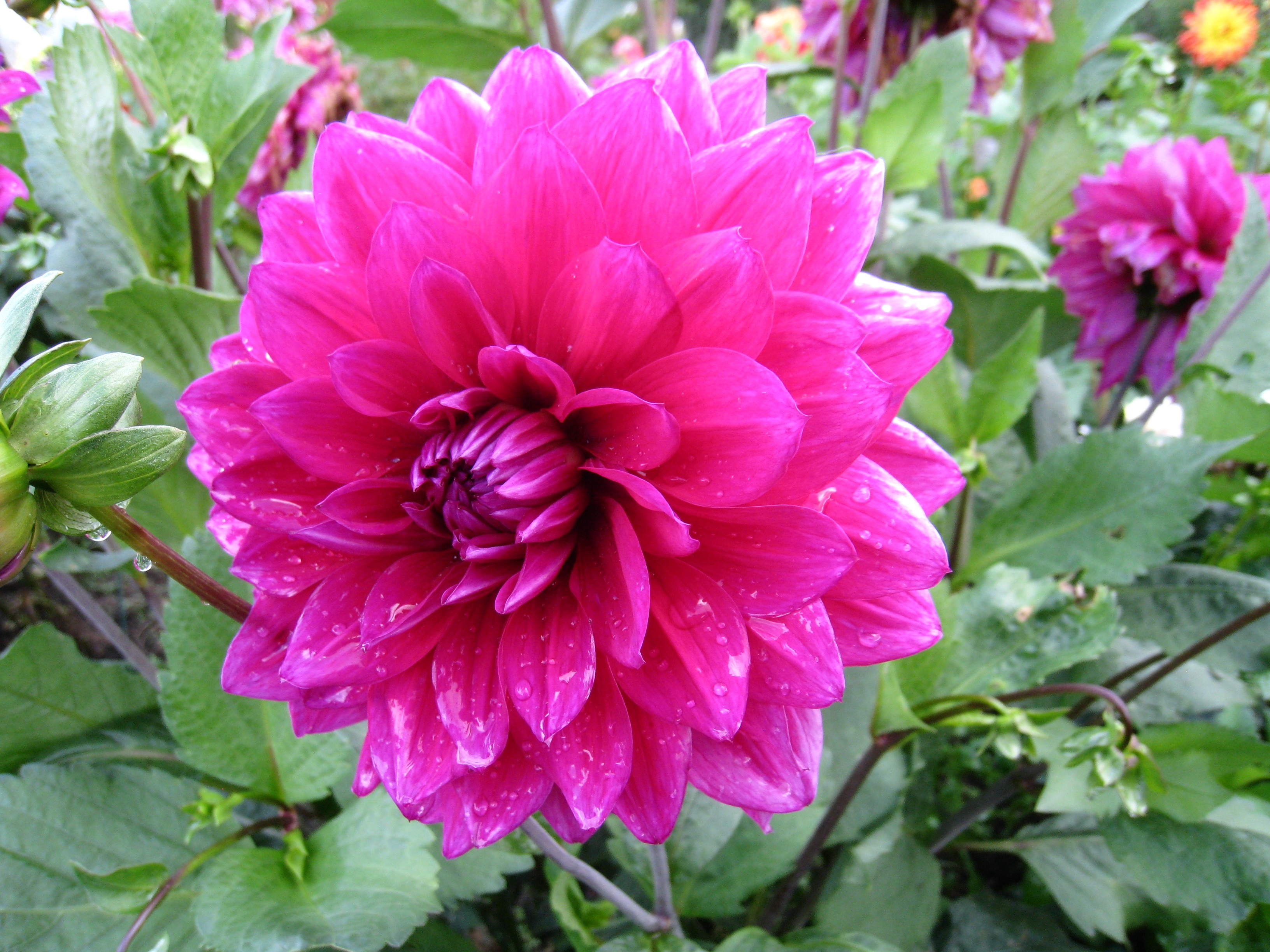 Téléchargez gratuitement l'image Fleurs, Fleur, Dahlia, Terre/nature, Fleur Rose sur le bureau de votre PC