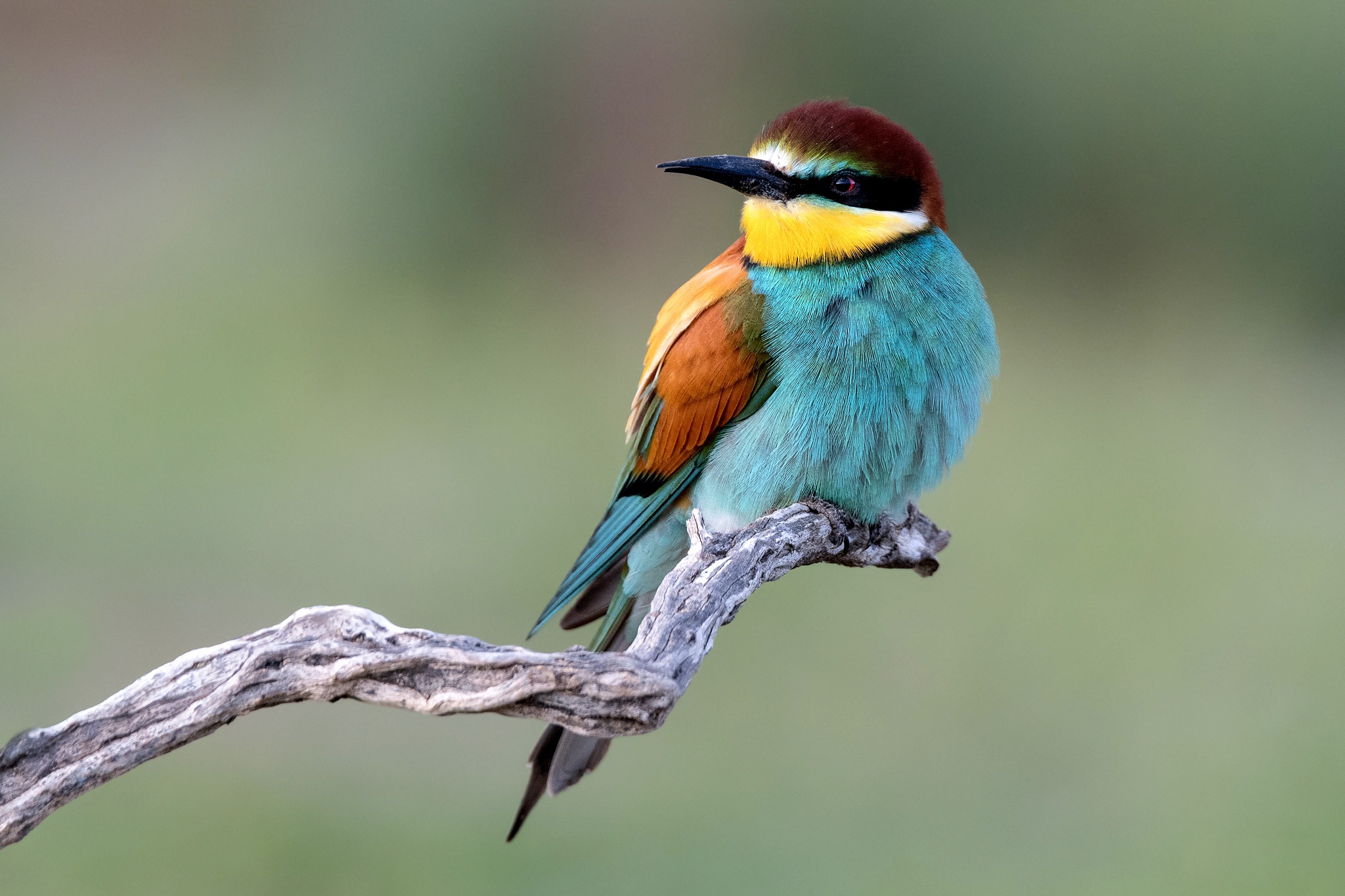Download mobile wallpaper Birds, Bird, Animal, European Bee Eater for free.