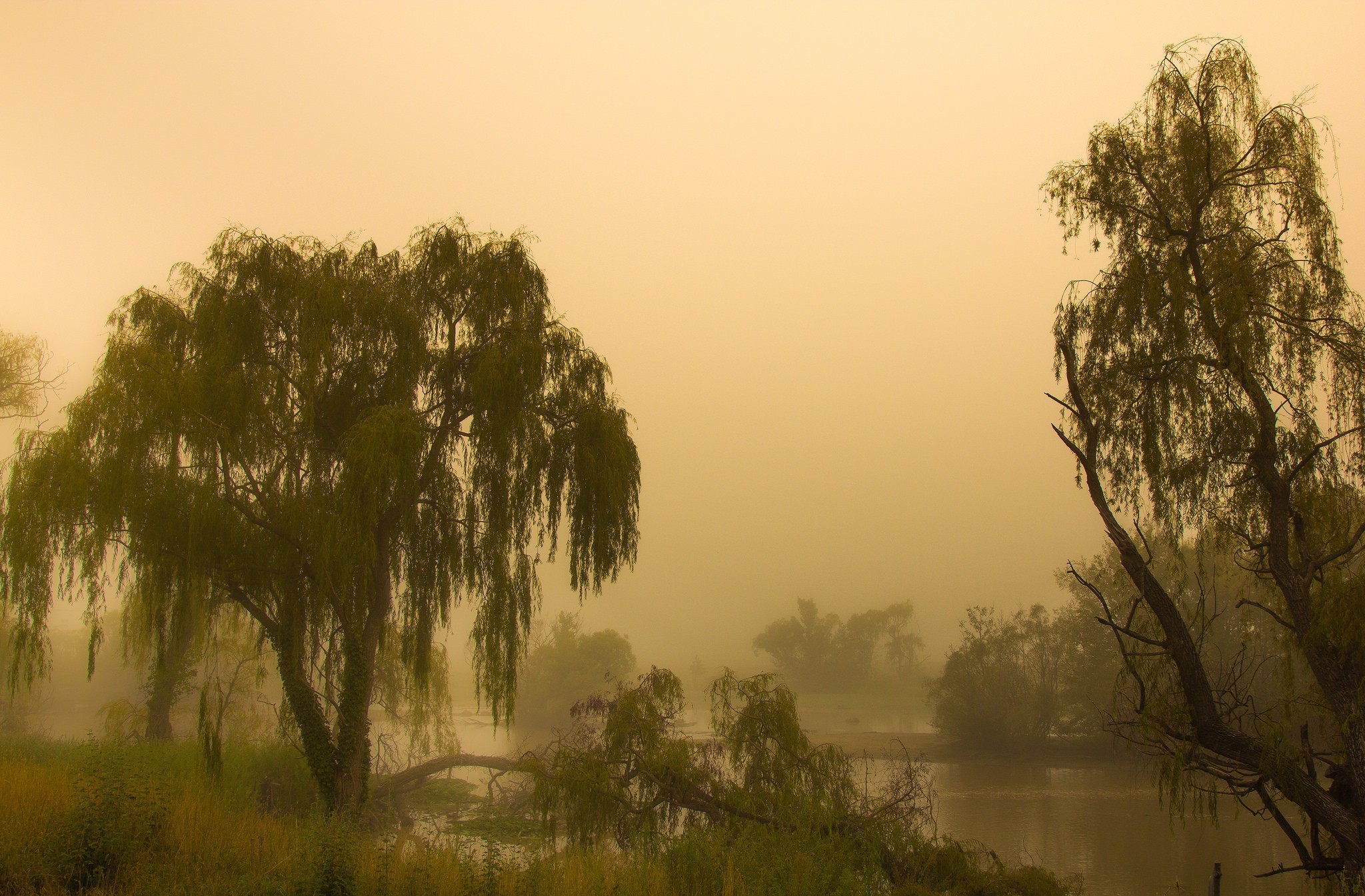 Free download wallpaper Tree, Fog, Earth, River on your PC desktop