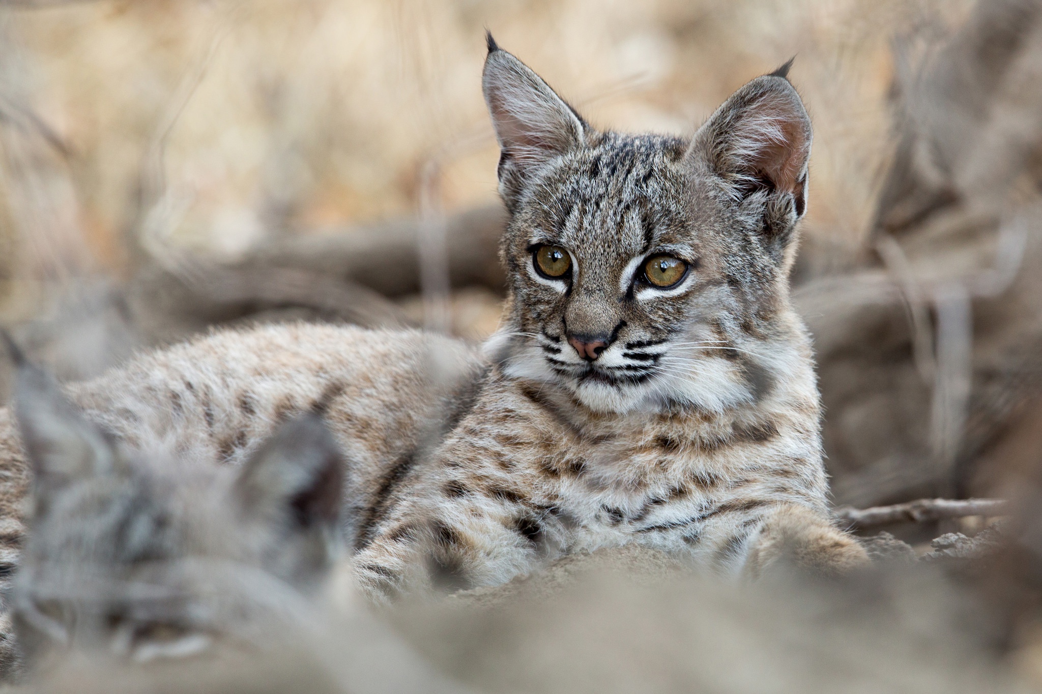 Free download wallpaper Cats, Animal, Baby Animal, Lynx, Cub on your PC desktop