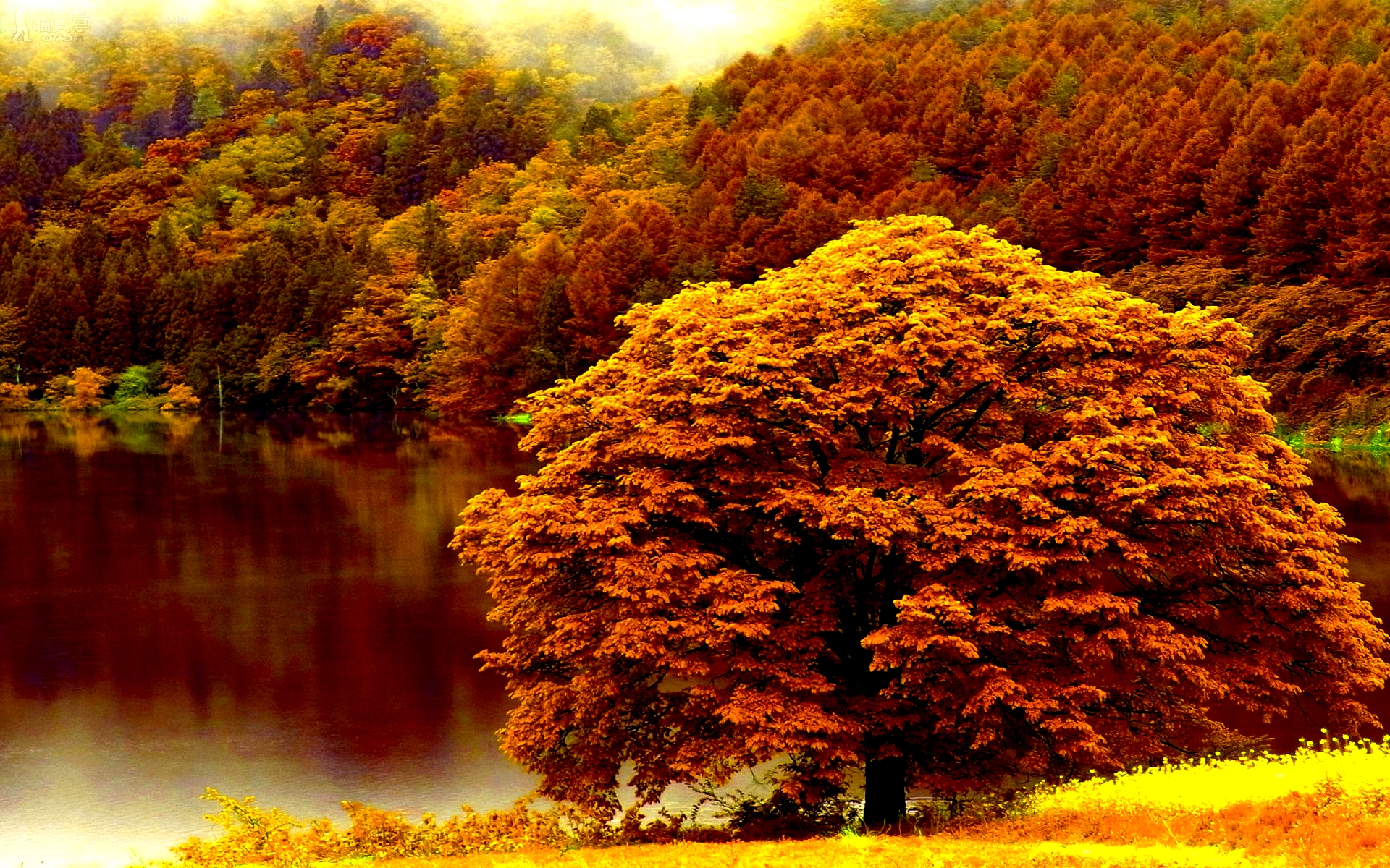 無料モバイル壁紙木, 秋, 湖, 森, 地球をダウンロードします。
