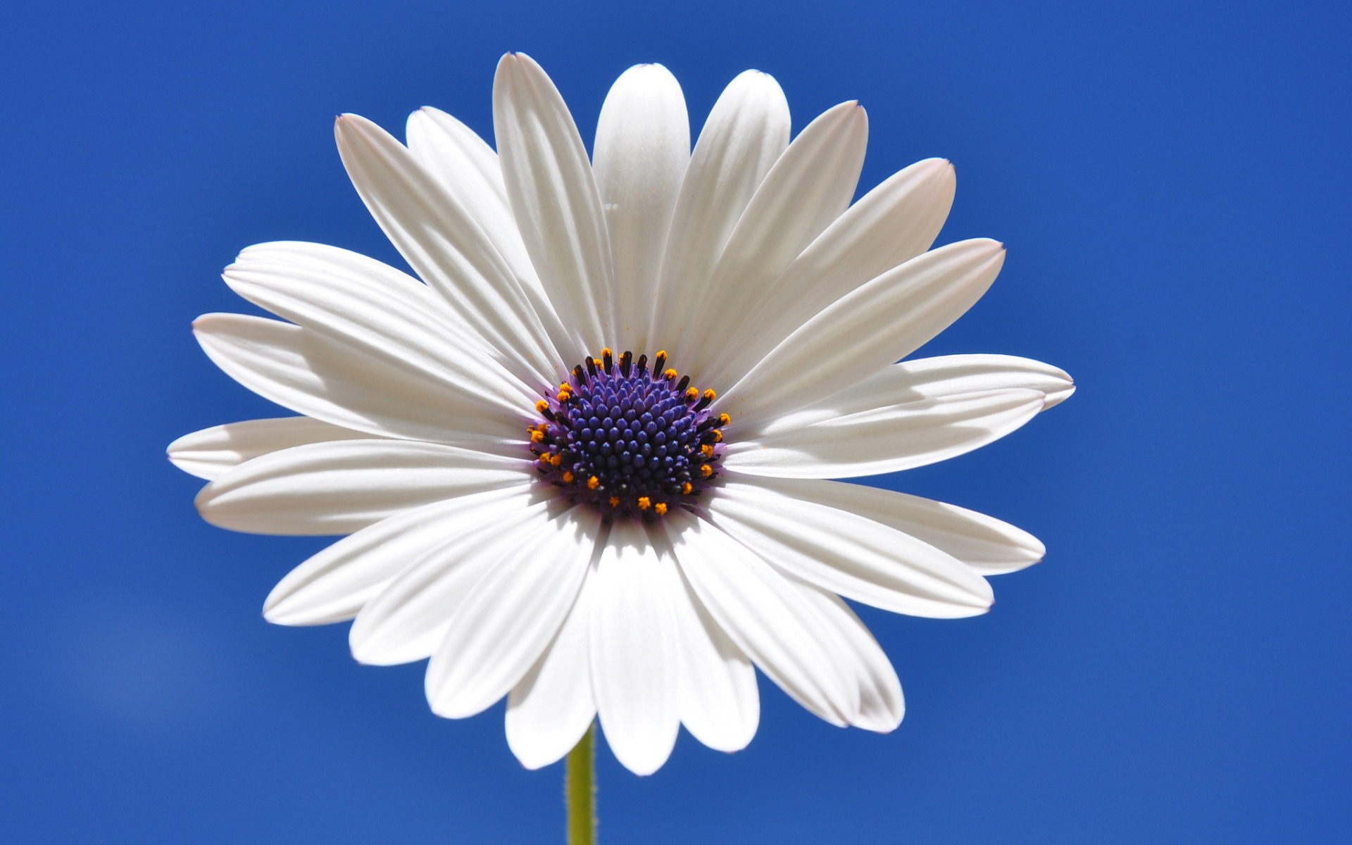 Download mobile wallpaper Flowers, Flower, Earth, Daisy, White Flower for free.