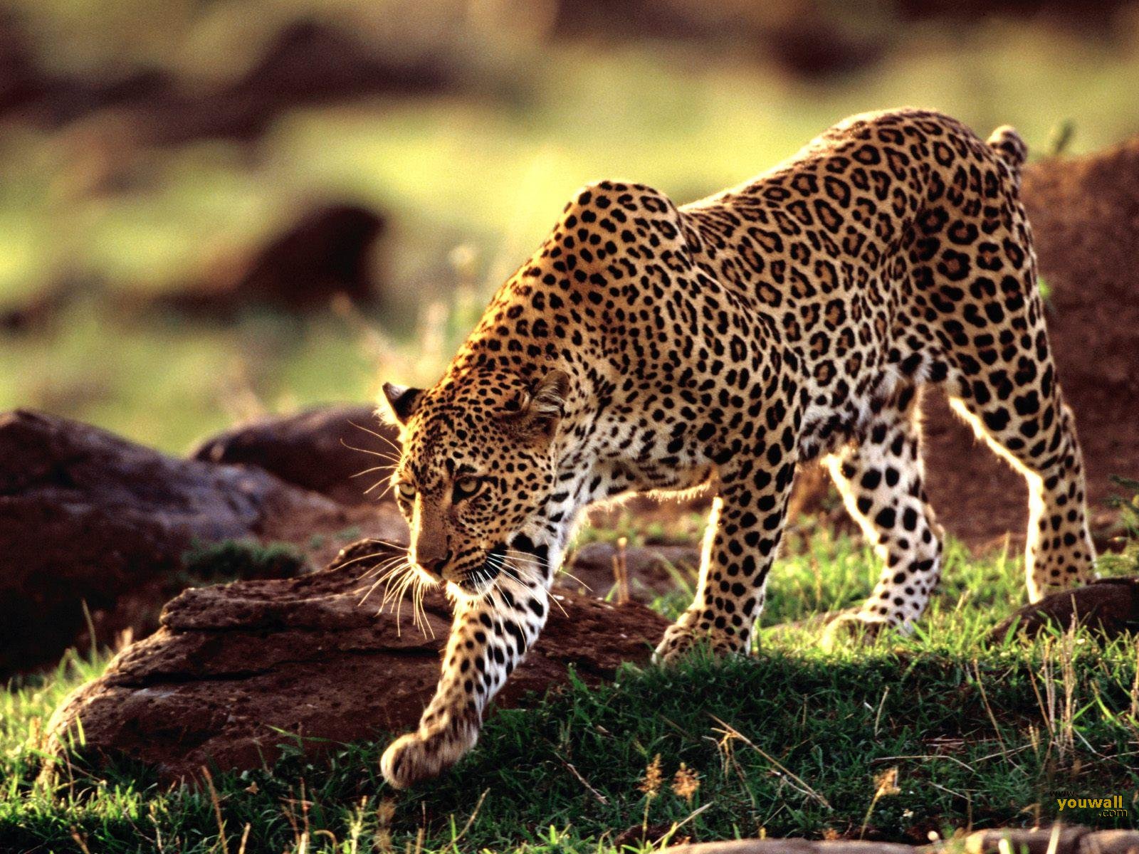 Descarga gratis la imagen Leopardo, Gatos, Animales en el escritorio de tu PC