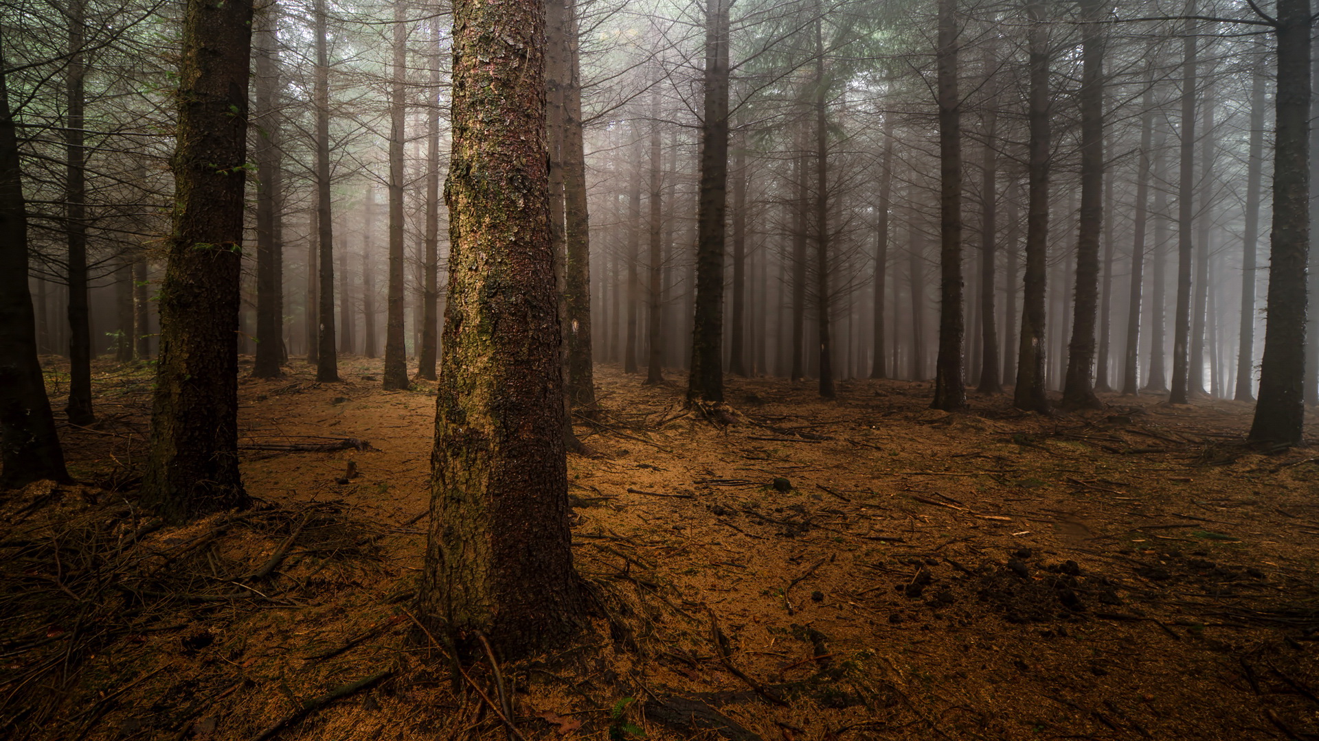 Baixe gratuitamente a imagem Floresta, Terra/natureza na área de trabalho do seu PC