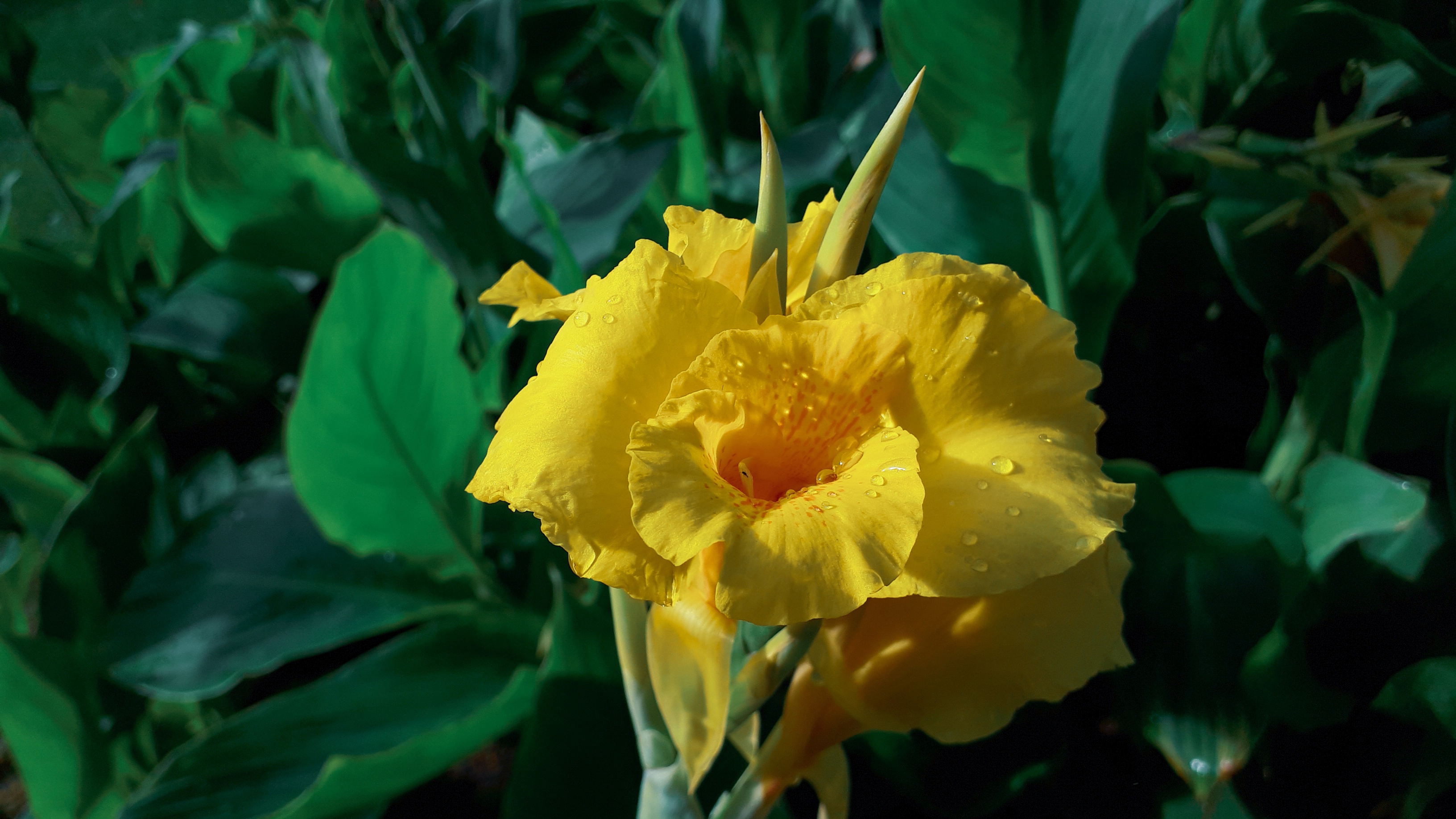 493102 descargar imagen tierra/naturaleza, gladiolo, flor amarilla, flores: fondos de pantalla y protectores de pantalla gratis