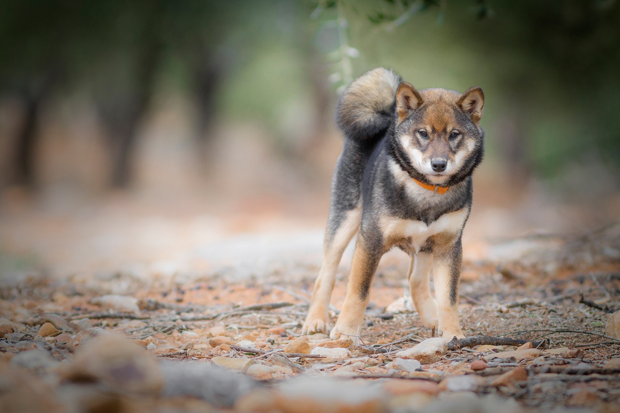 Download mobile wallpaper Dogs, Dog, Animal, Puppy, Shiba Inu, Baby Animal, Depth Of Field for free.