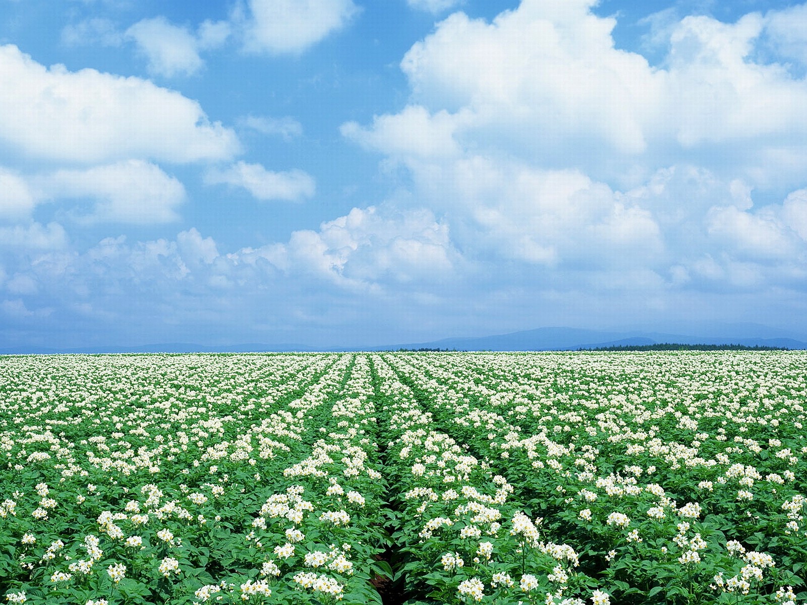 無料モバイル壁紙花, 地球, 空, 白い花, 分野をダウンロードします。