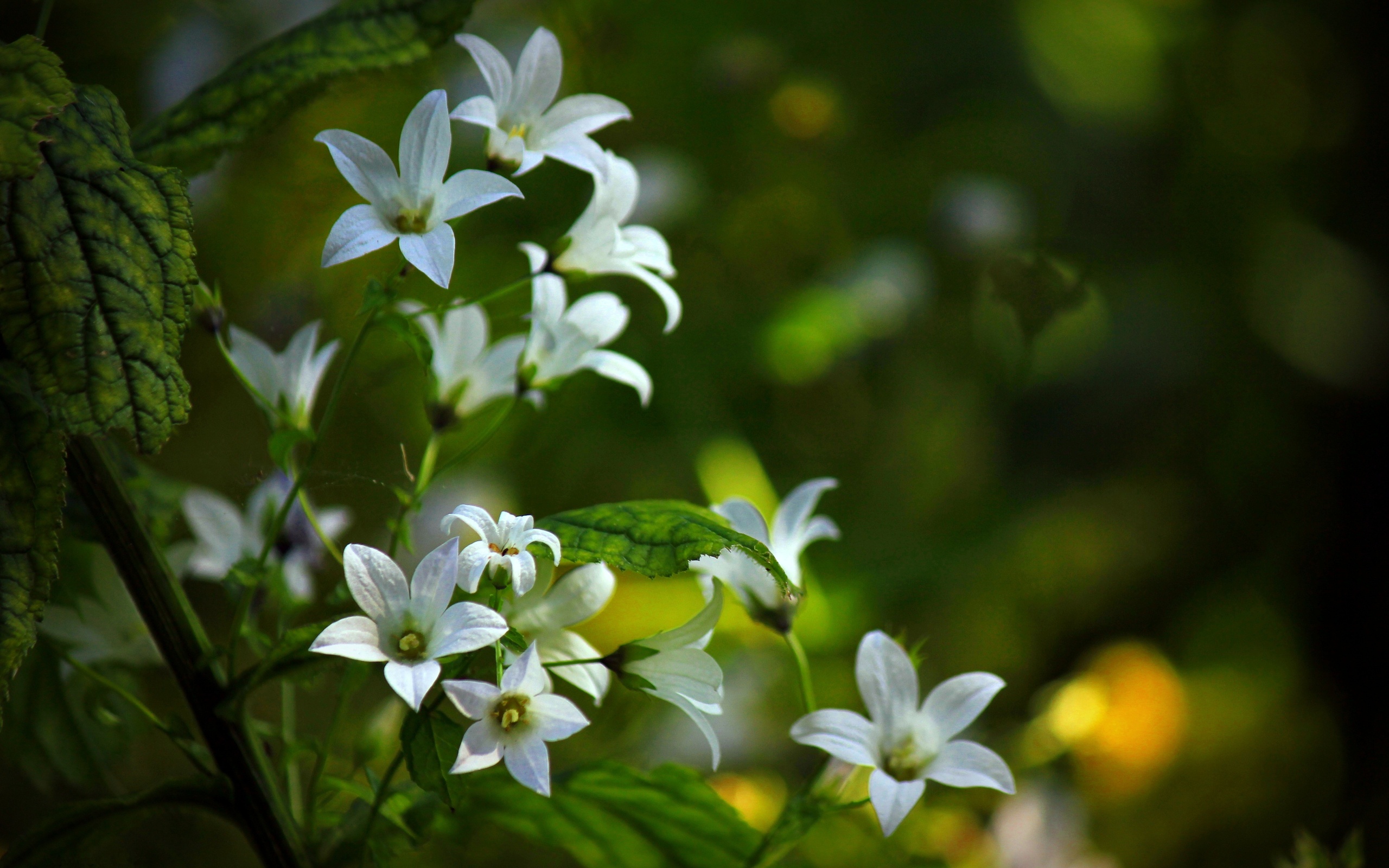 Descarga gratuita de fondo de pantalla para móvil de Flores, Flor, Tierra/naturaleza.