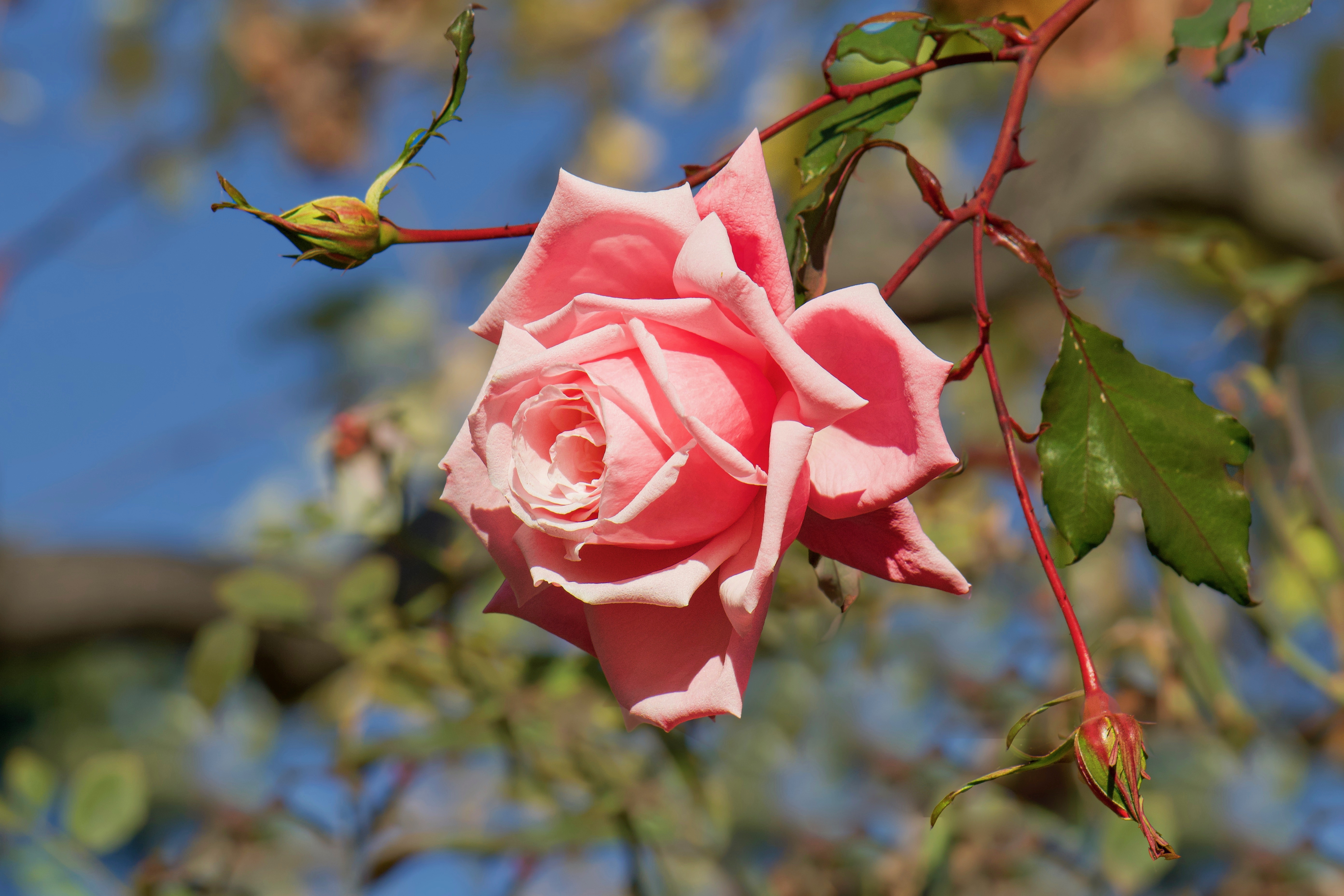 Скачать картинку Цветок, Роза, Размытие, Земля/природа, Розовая Роза в телефон бесплатно.