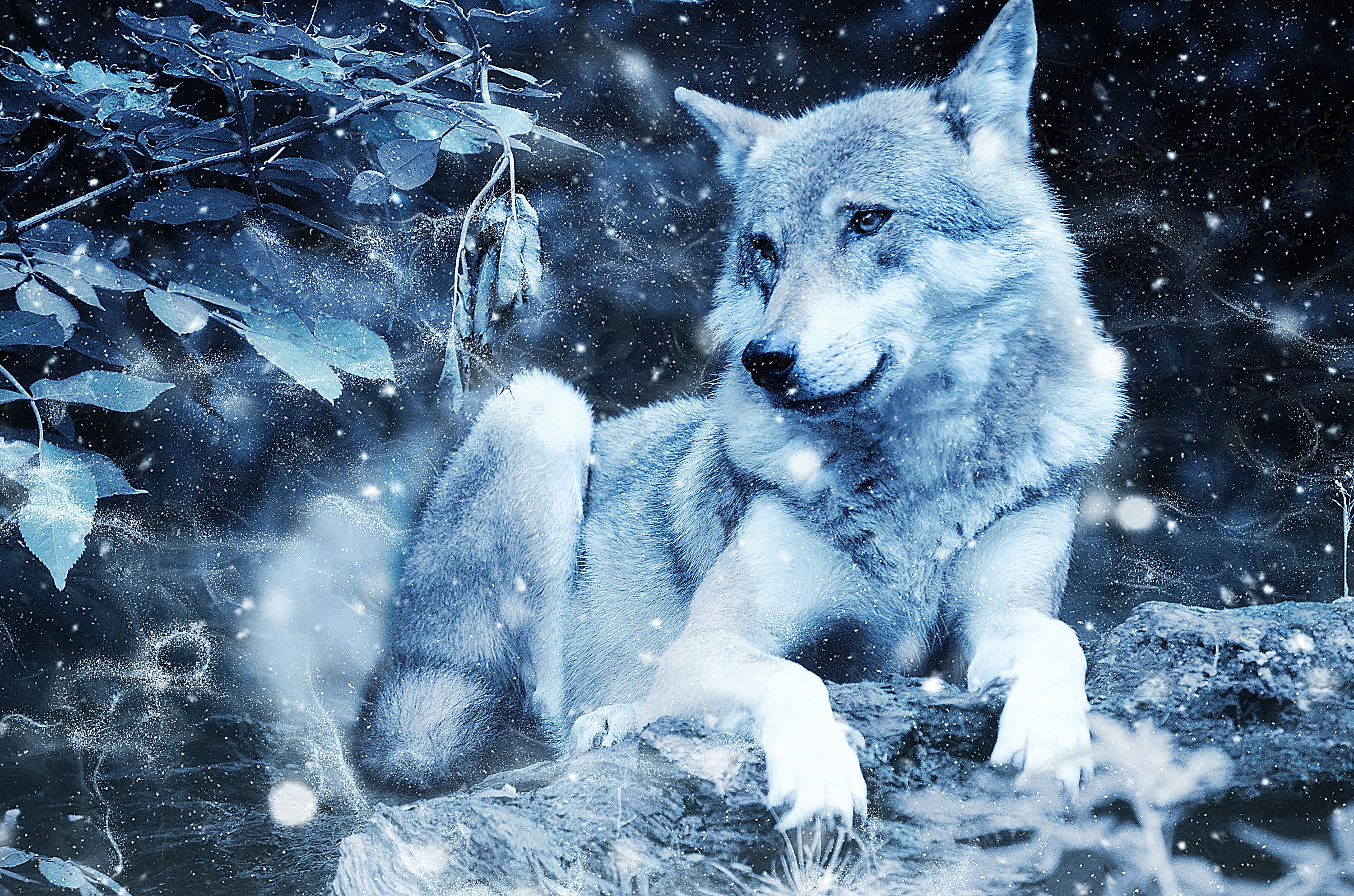 Free download wallpaper Photoshop, Wolf, Wildlife, Predator, Animals on your PC desktop