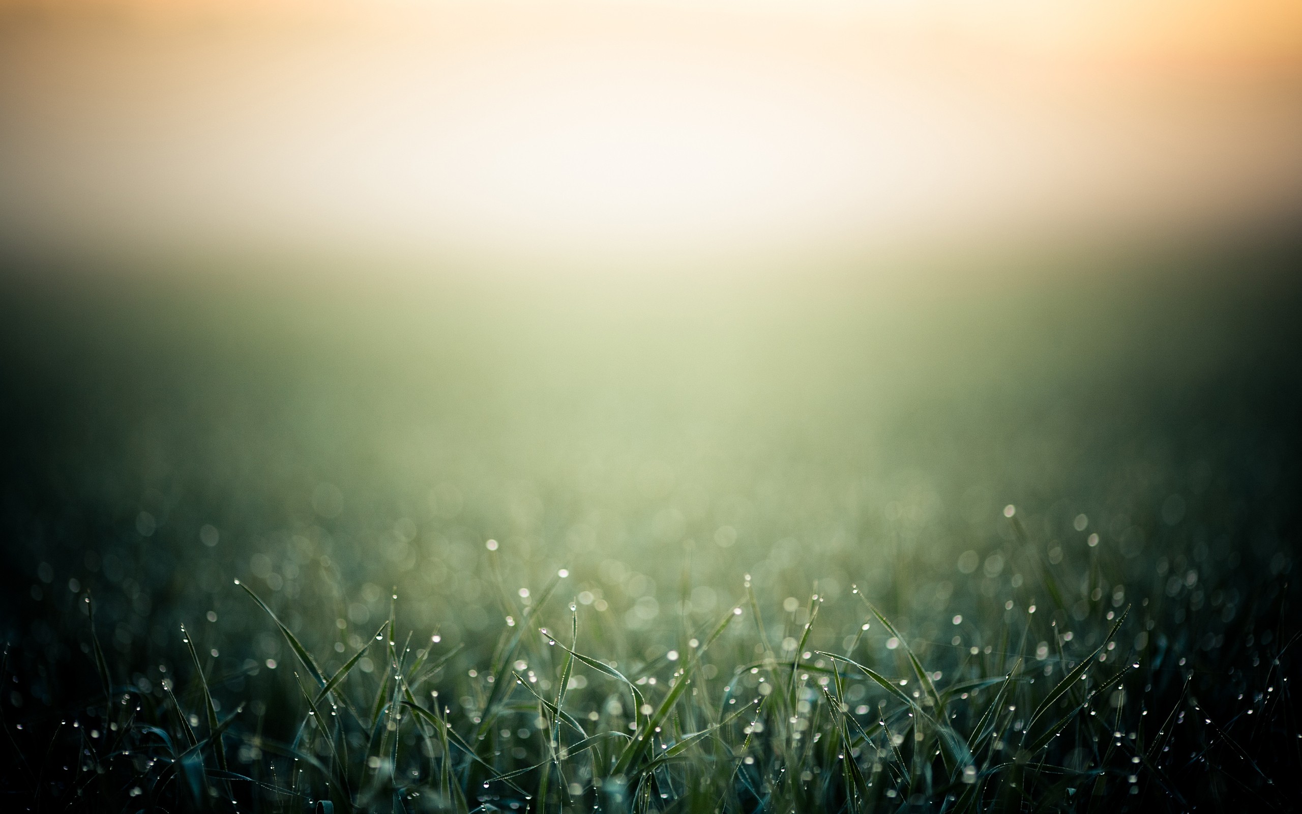 Free download wallpaper Grass, Earth on your PC desktop