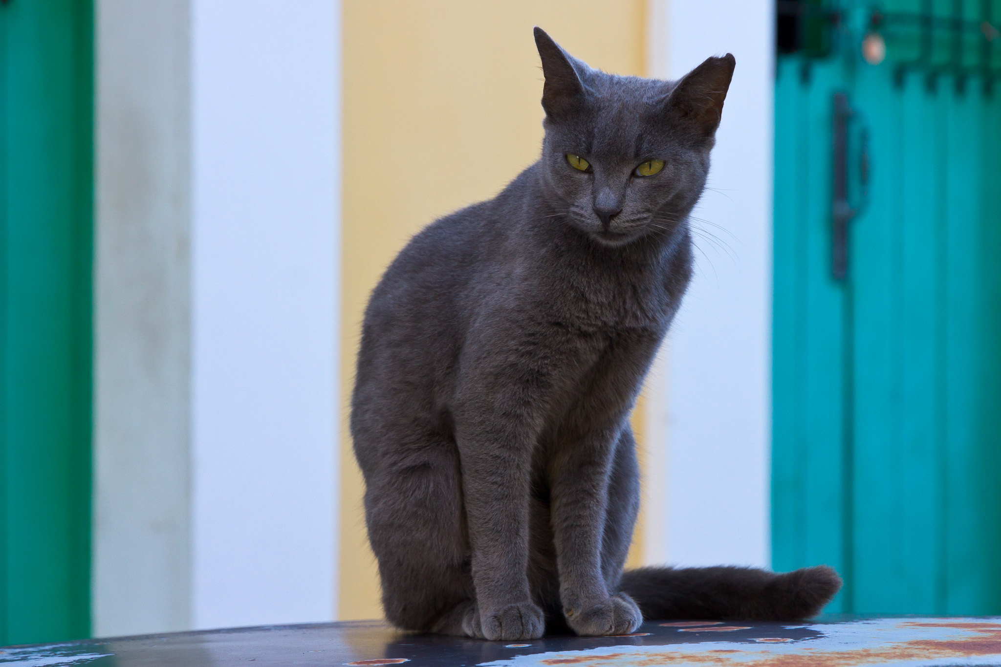 Handy-Wallpaper Tiere, Katzen, Katze kostenlos herunterladen.