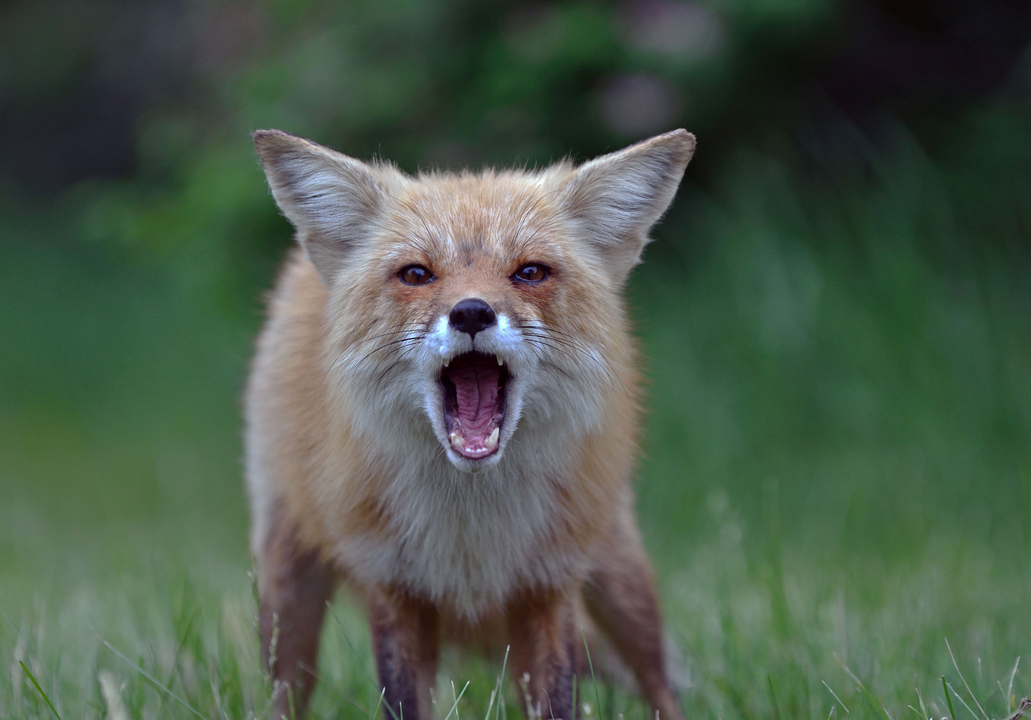 PCデスクトップに動物, ぼかし, 狐画像を無料でダウンロード