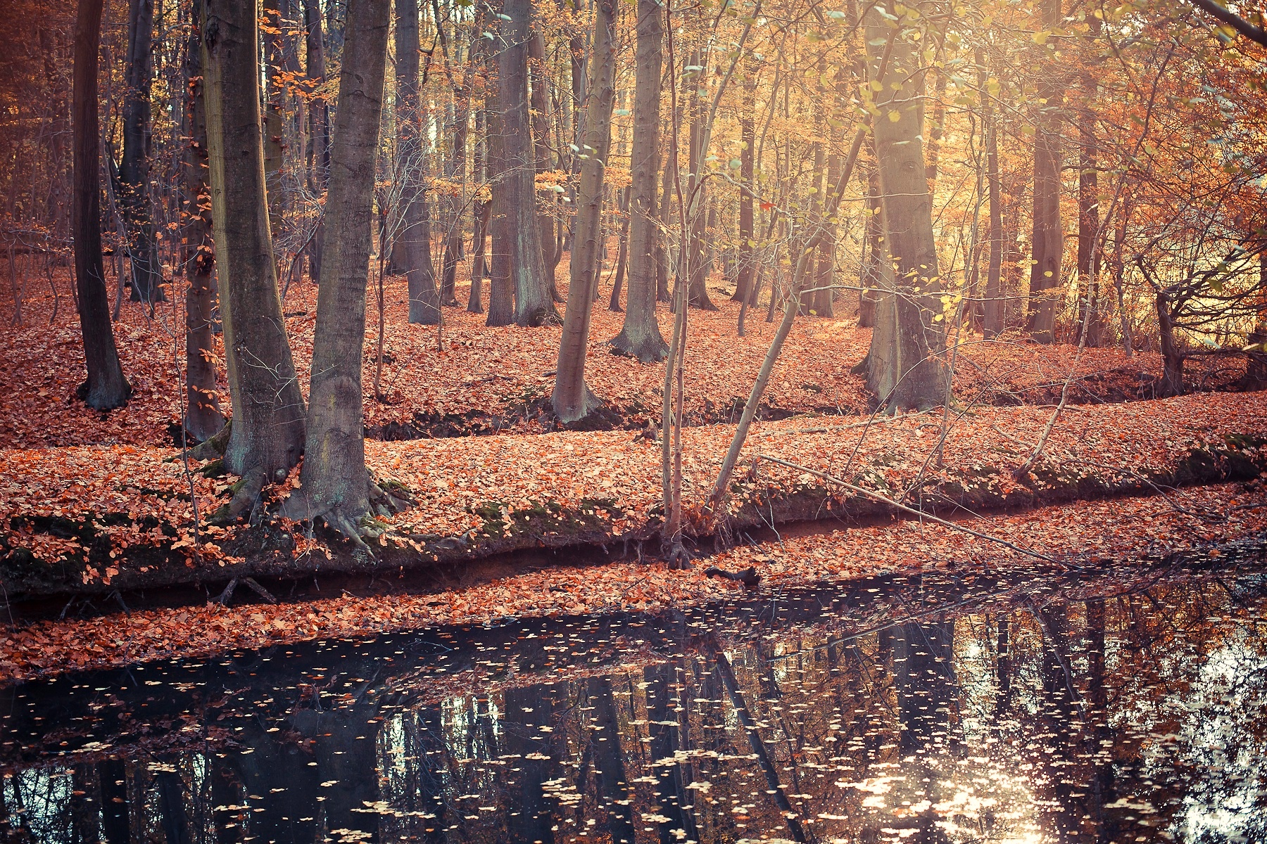 Téléchargez des papiers peints mobile Automne, Terre/nature gratuitement.