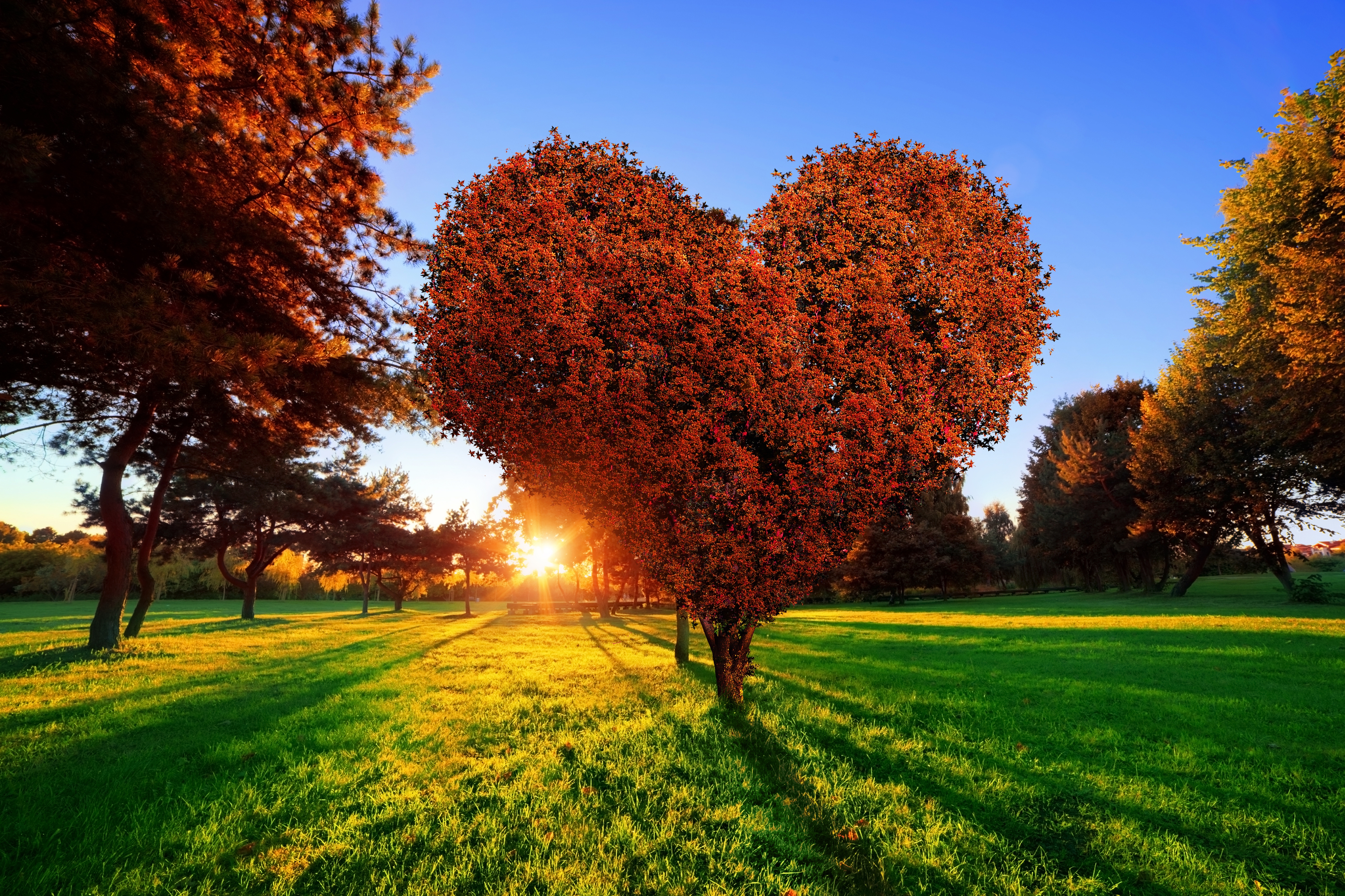 Laden Sie das Liebe, Baum, Fotografie, Gras, Herz, Sonnenuntergang, Sonnenstrahl-Bild kostenlos auf Ihren PC-Desktop herunter
