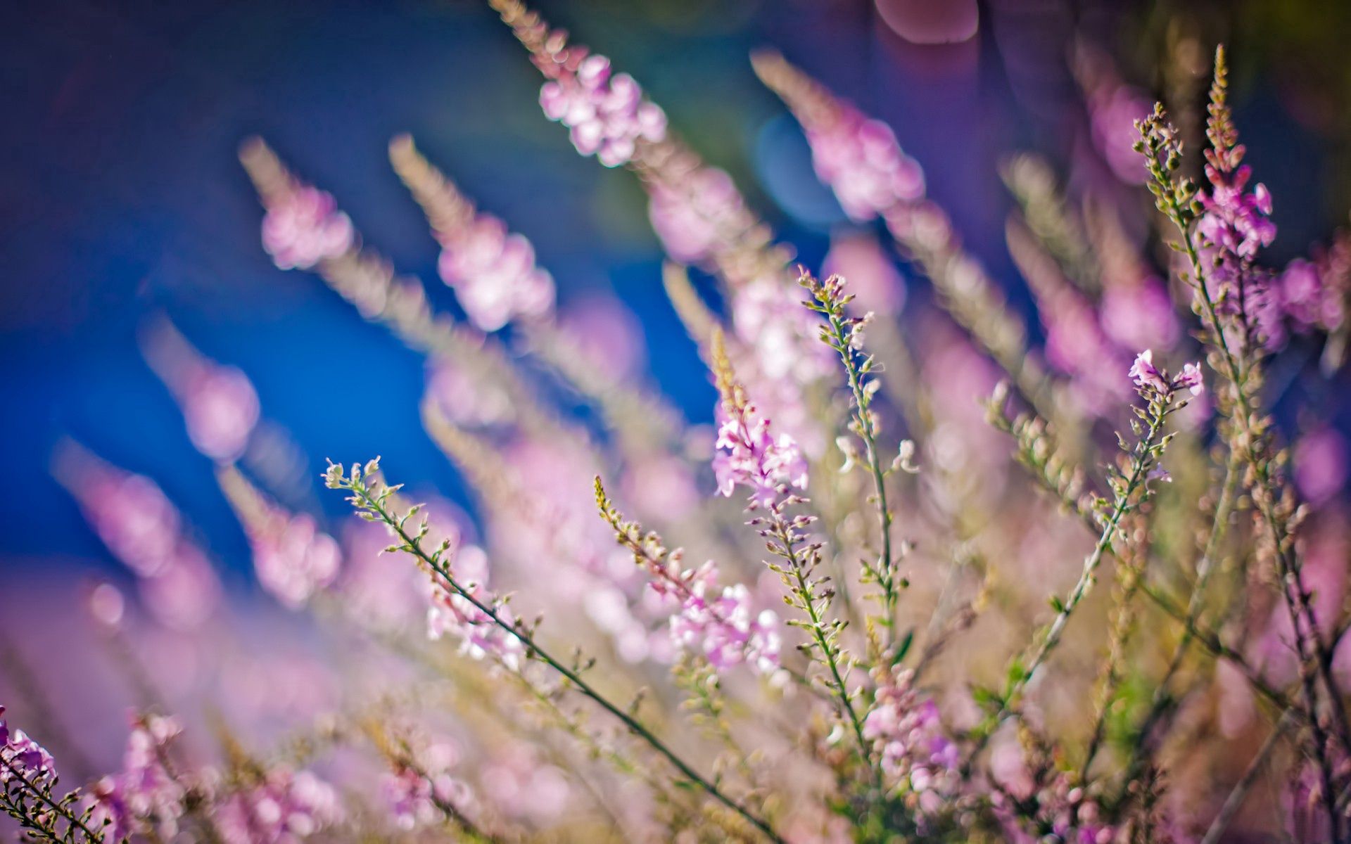 Free download wallpaper Flowers, Grass, Macro, Glade, Polyana, Glare on your PC desktop