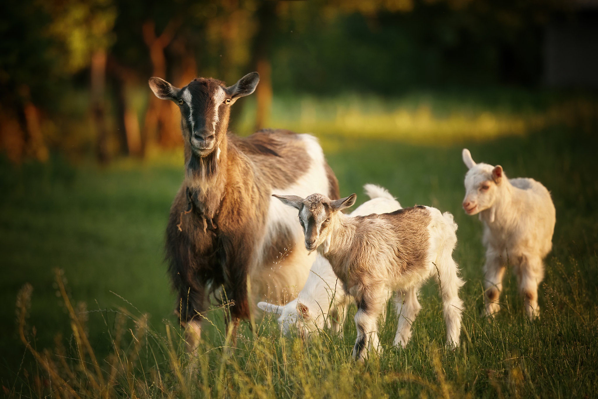Free download wallpaper Animal, Goat, Baby Animal on your PC desktop