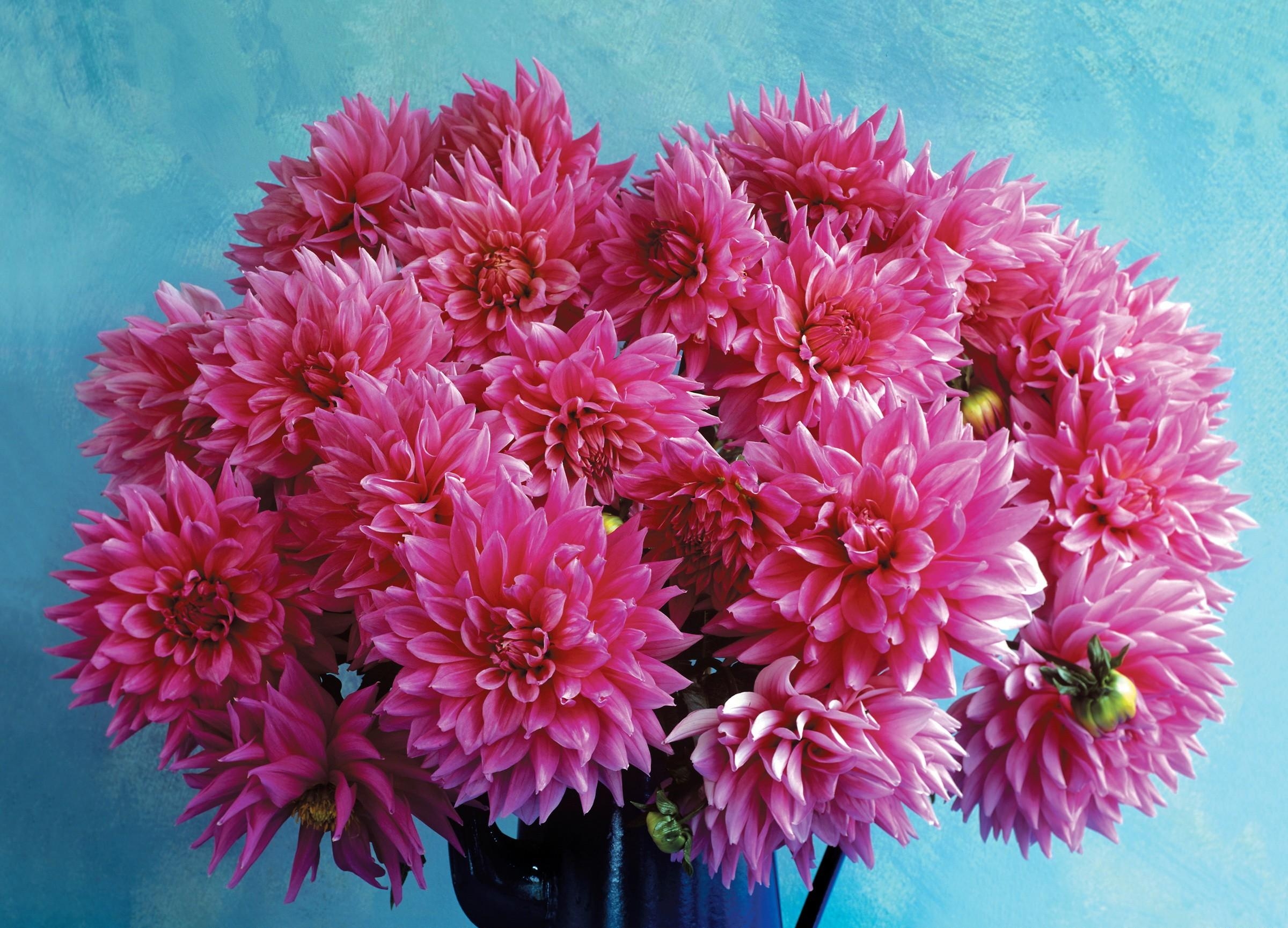 Download mobile wallpaper Bouquet, Jug, Dahlias, Flowers, Background for free.
