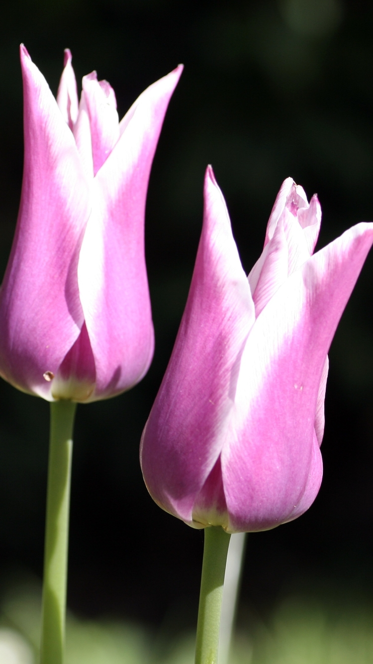 Descarga gratuita de fondo de pantalla para móvil de Flores, Flor, Flor Rosa, Tulipán, Tierra/naturaleza.