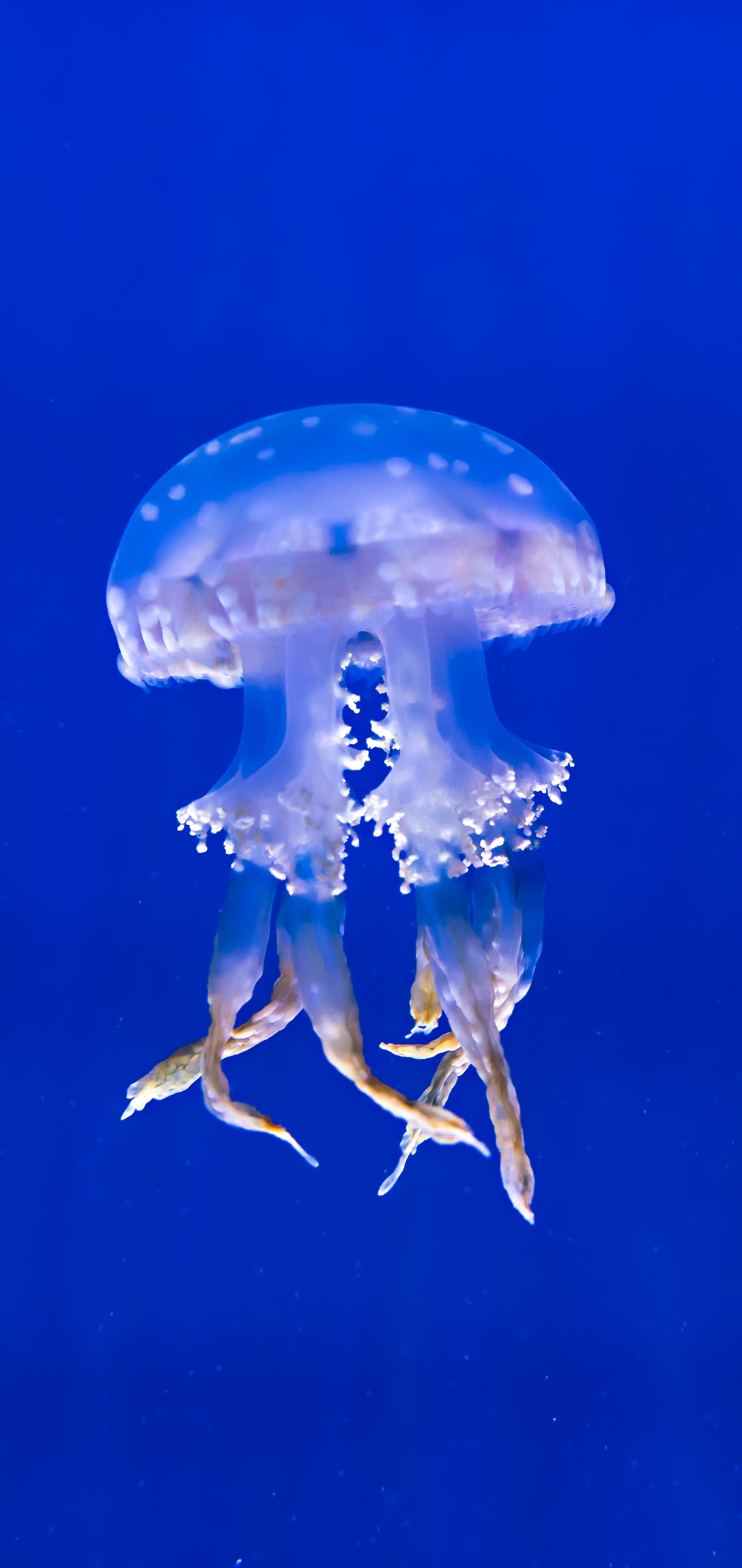 Free download wallpaper Jellyfish, Fishes, Animal, Underwater, Sea Life on your PC desktop