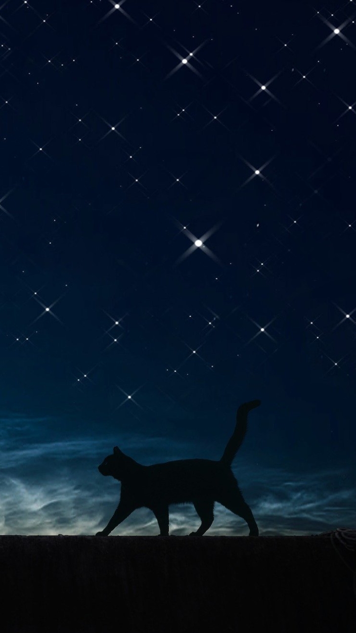 Скачать картинку Люди, Звезды, Ночь, Кот, Звездное Небо, Кошка, Художественные в телефон бесплатно.