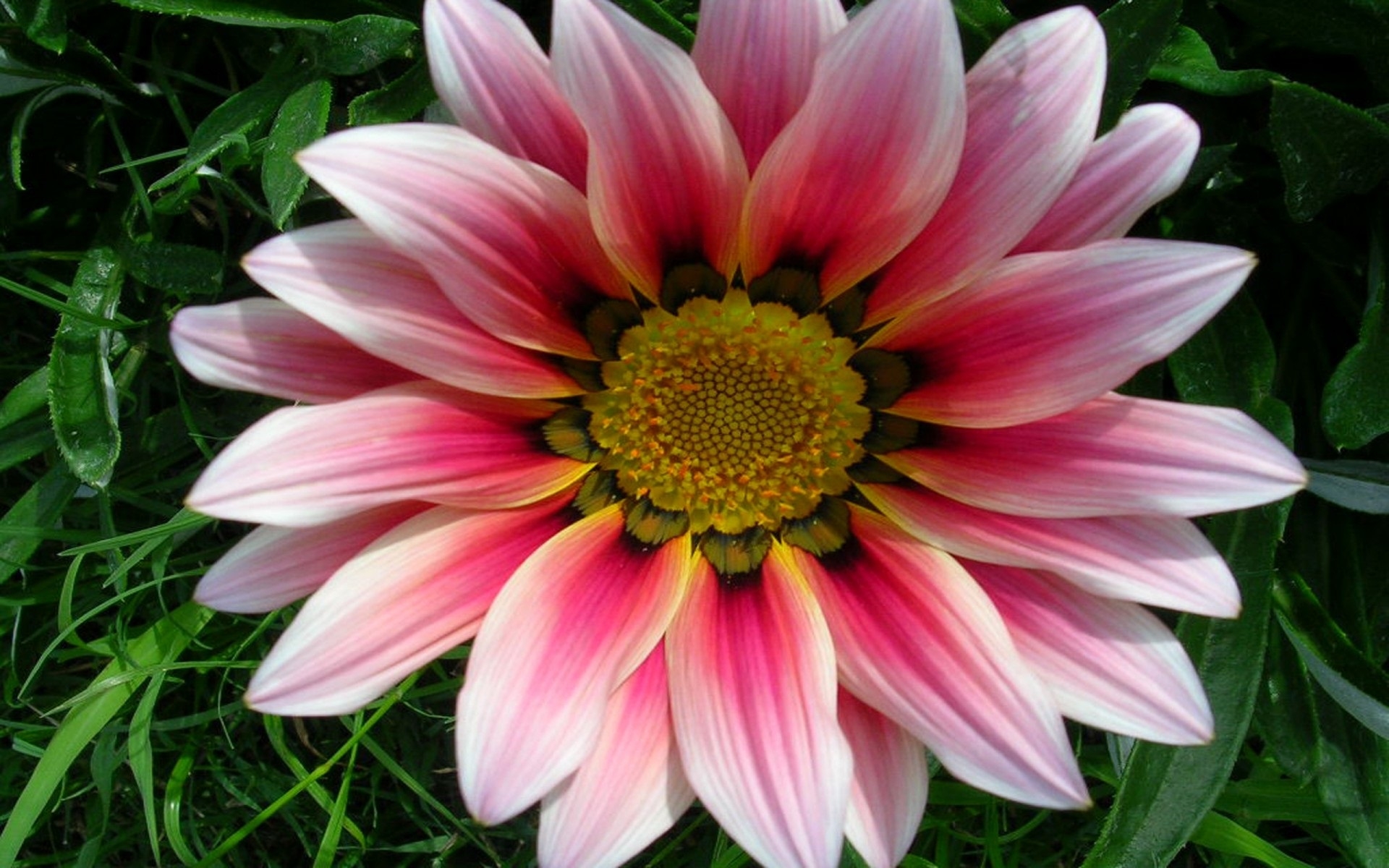 Laden Sie das Blumen, Blume, Erde/natur, Pinke Blume, Gazanien-Bild kostenlos auf Ihren PC-Desktop herunter