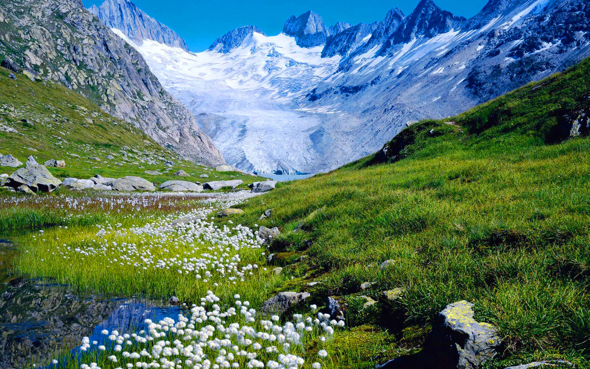 Download mobile wallpaper Landscape, Snow, Mountain, Flower, Earth, Spring for free.