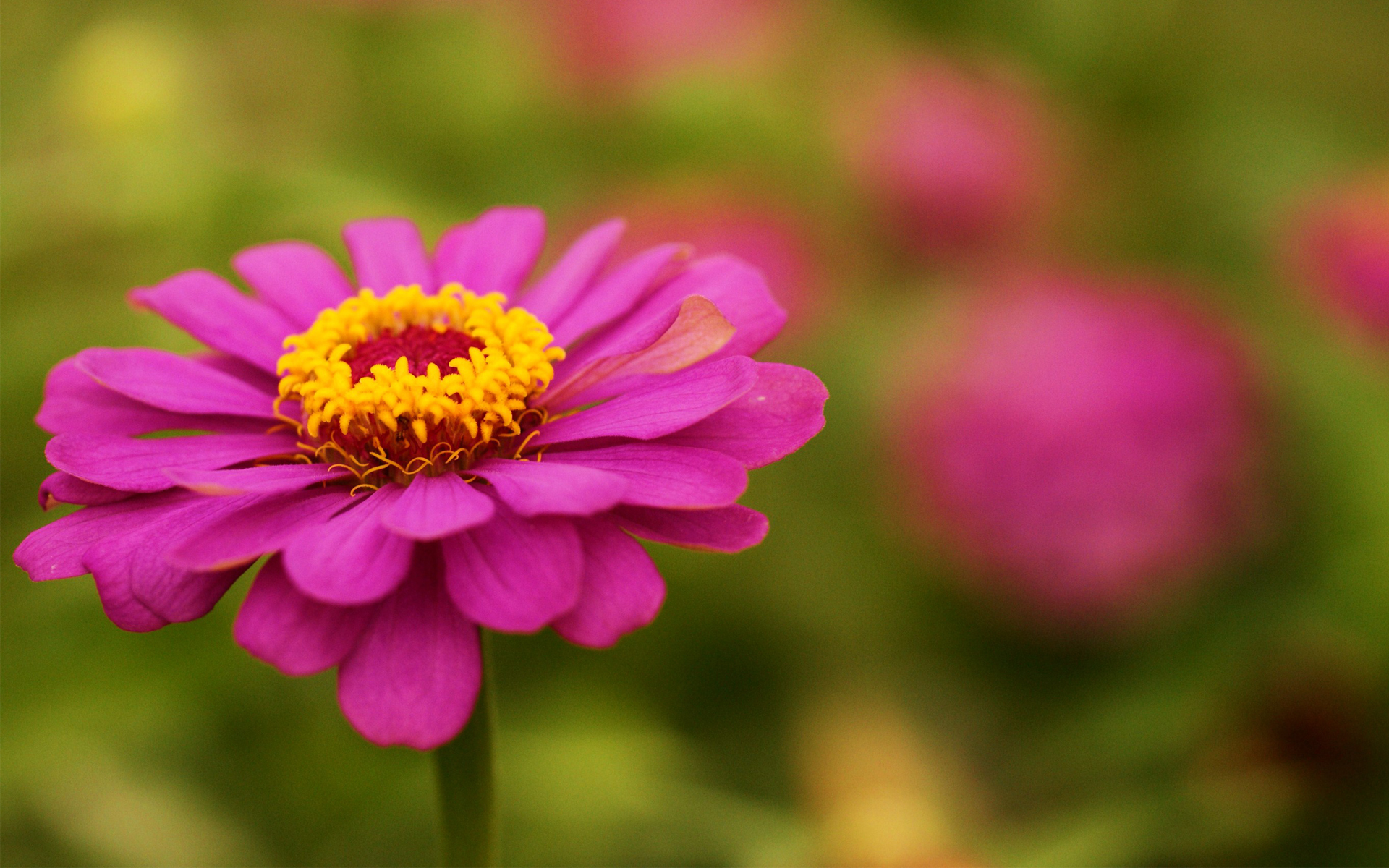 Descarga gratuita de fondo de pantalla para móvil de Flores, Flor, Tierra/naturaleza.