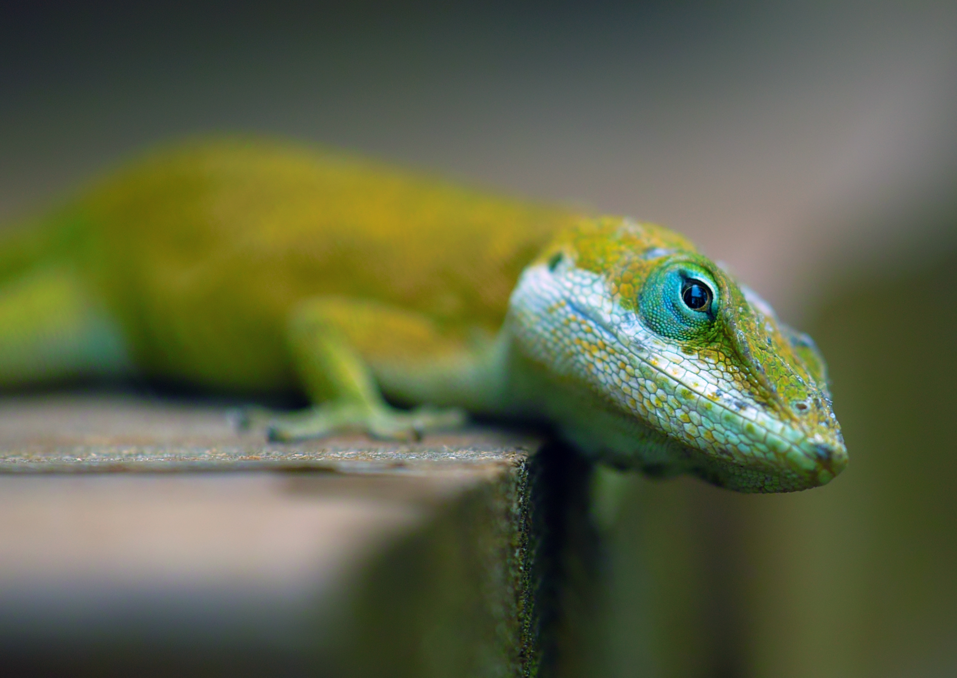 522253 descargar imagen animales, lagarto, ojo, reptil, reptiles: fondos de pantalla y protectores de pantalla gratis