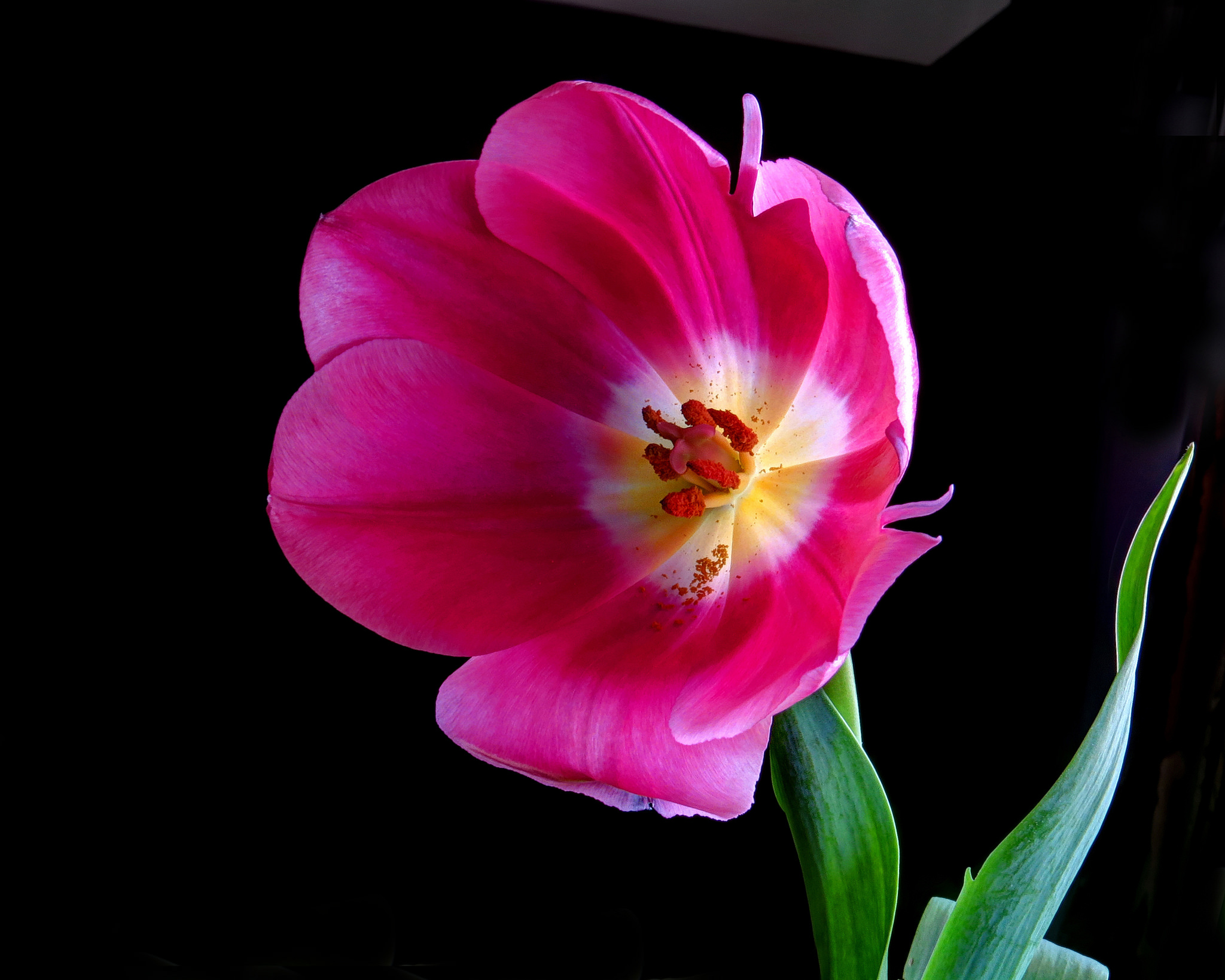 Free download wallpaper Flowers, Flower, Earth, Tulip, Pink Flower on your PC desktop